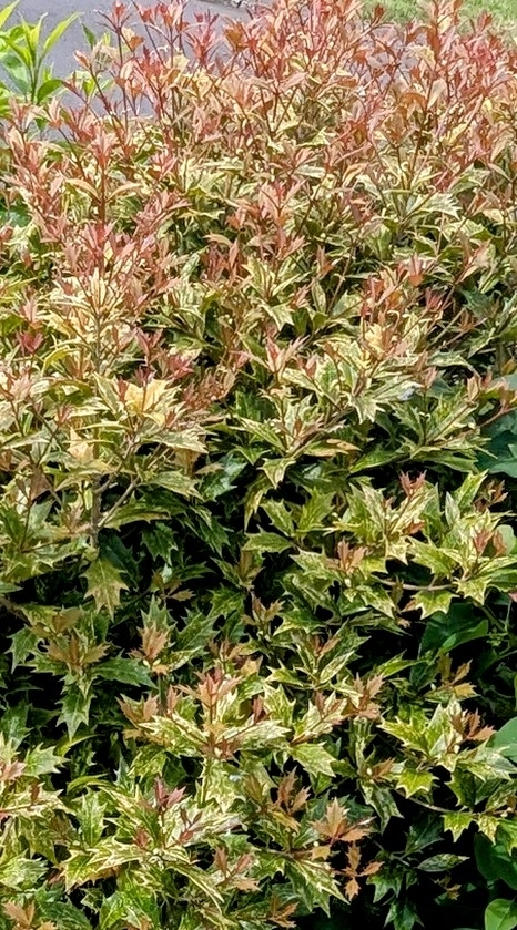 Photograph of Osmanthus