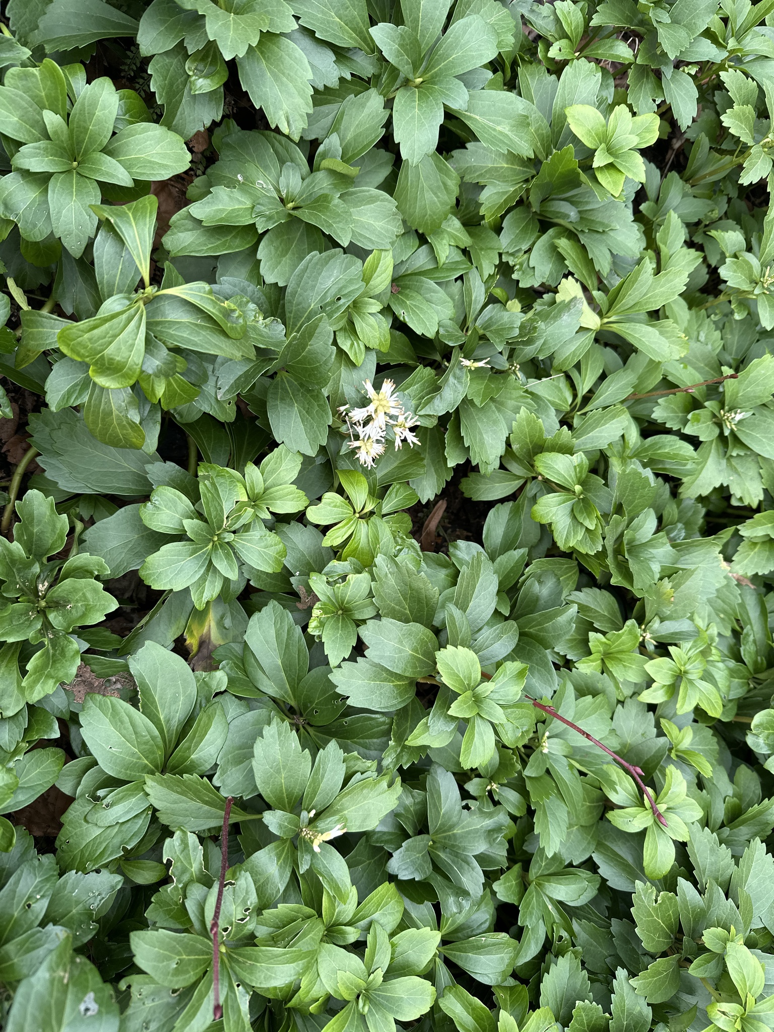 Photograph of Pachysandra