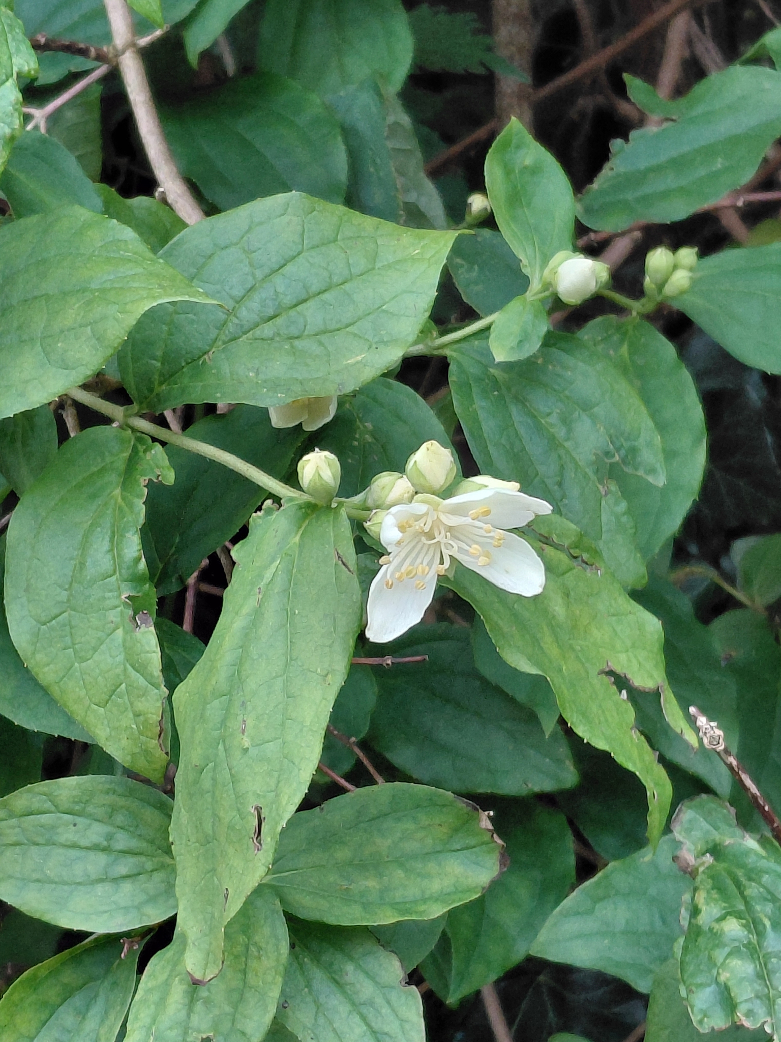 Photograph of Mock Orange
