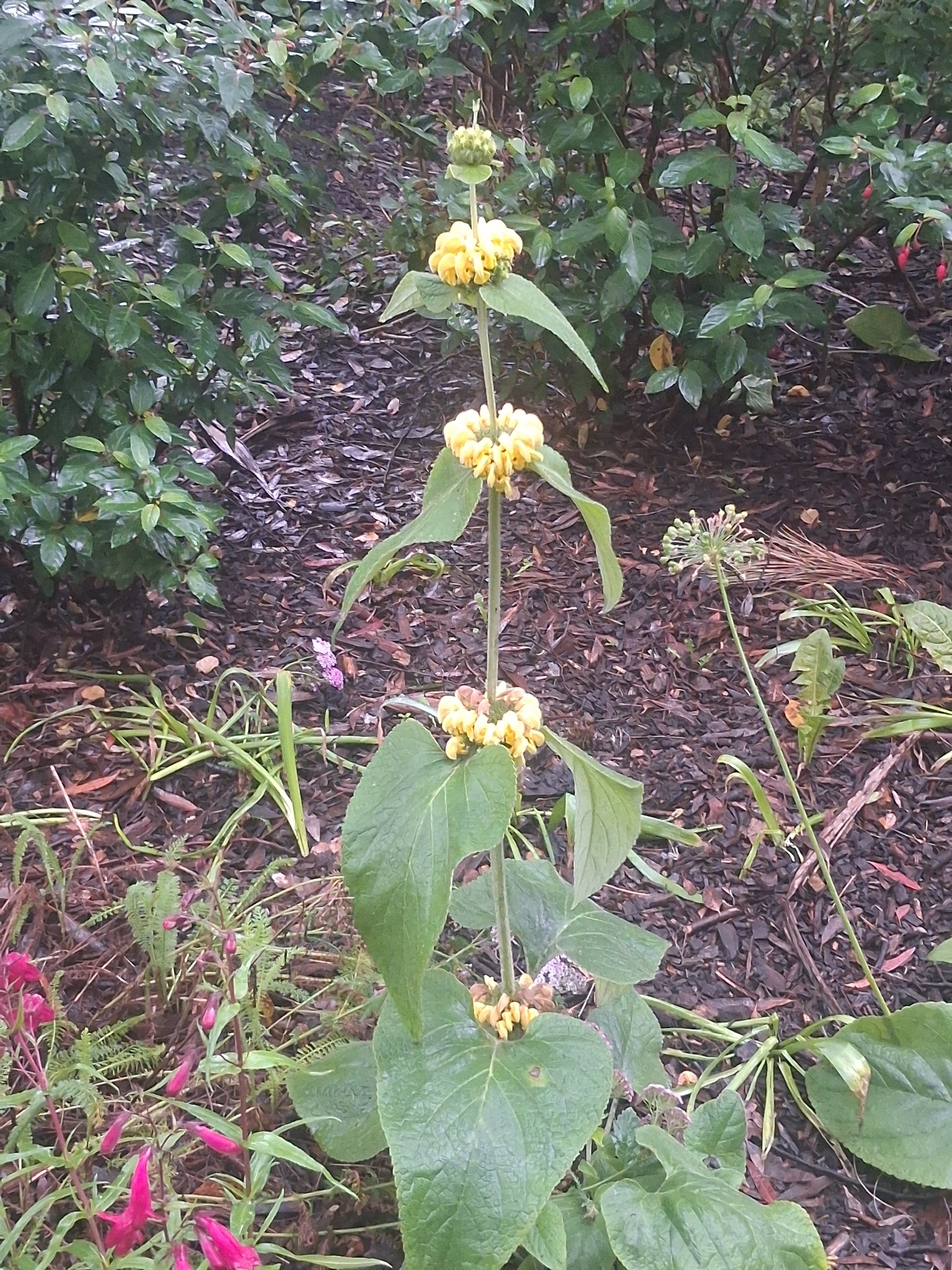 Photograph of Phlomis