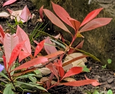 Photograph of Photinia "Red Robin"