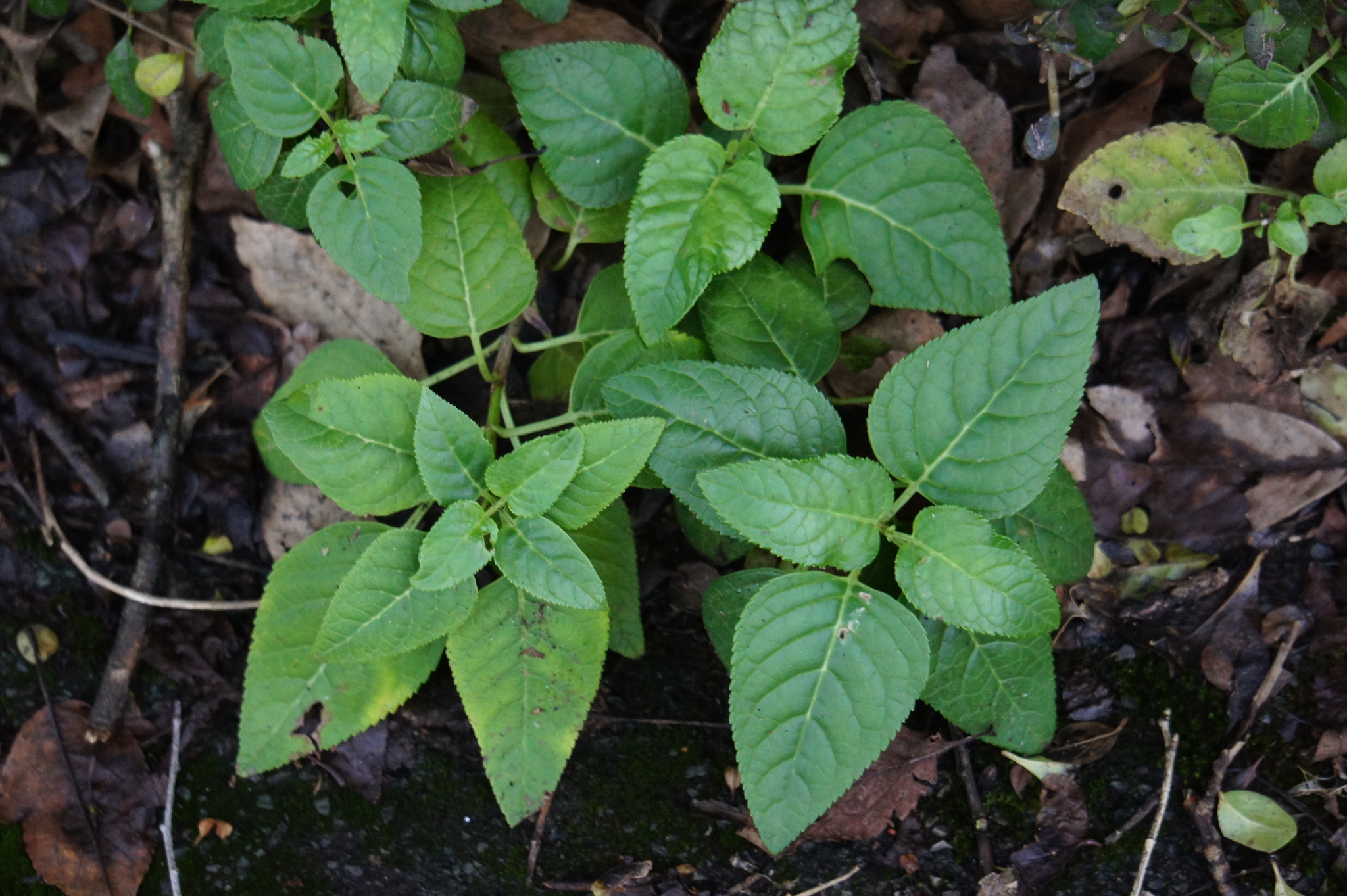 Photograph of Phygelius