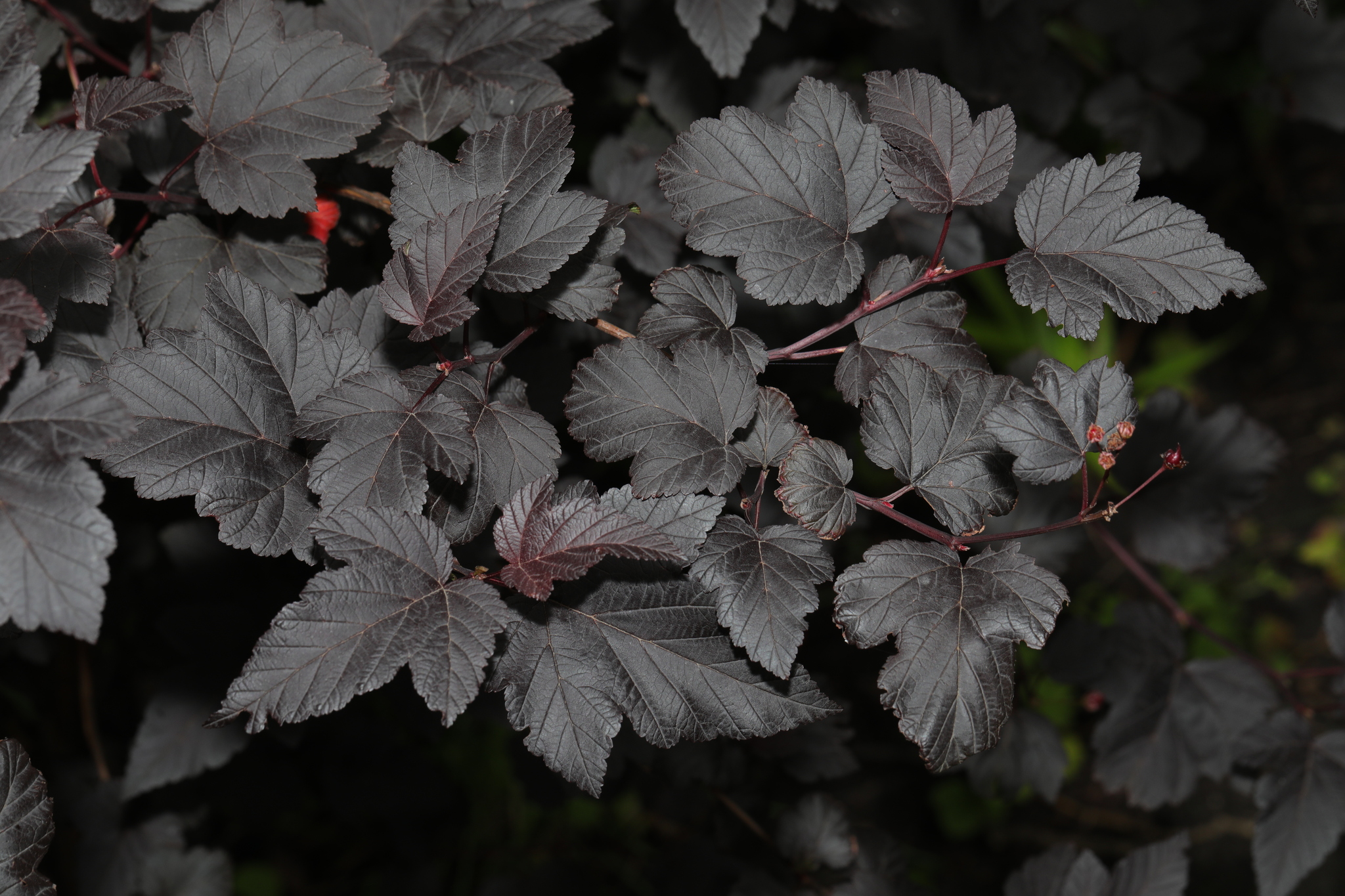 Photograph of Physocarpus