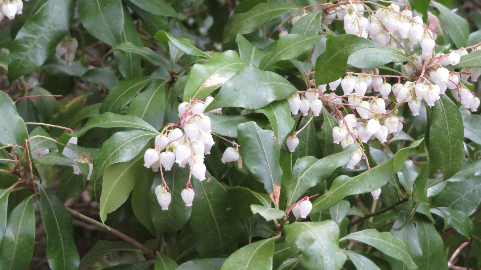 Photograph of Pieris