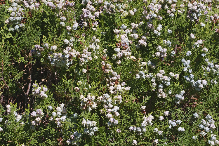 Photograph of Platycladus