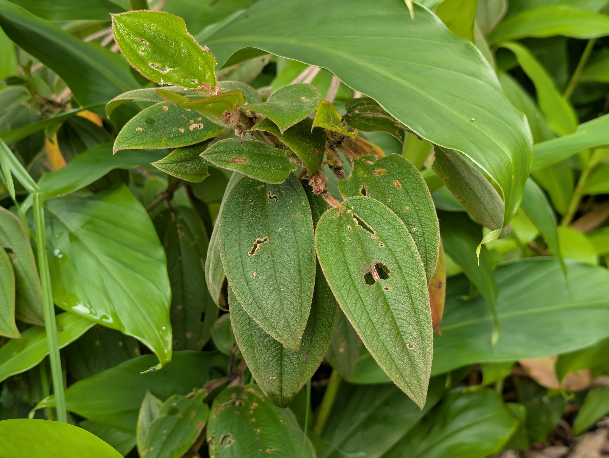 Photograph of Pleroma