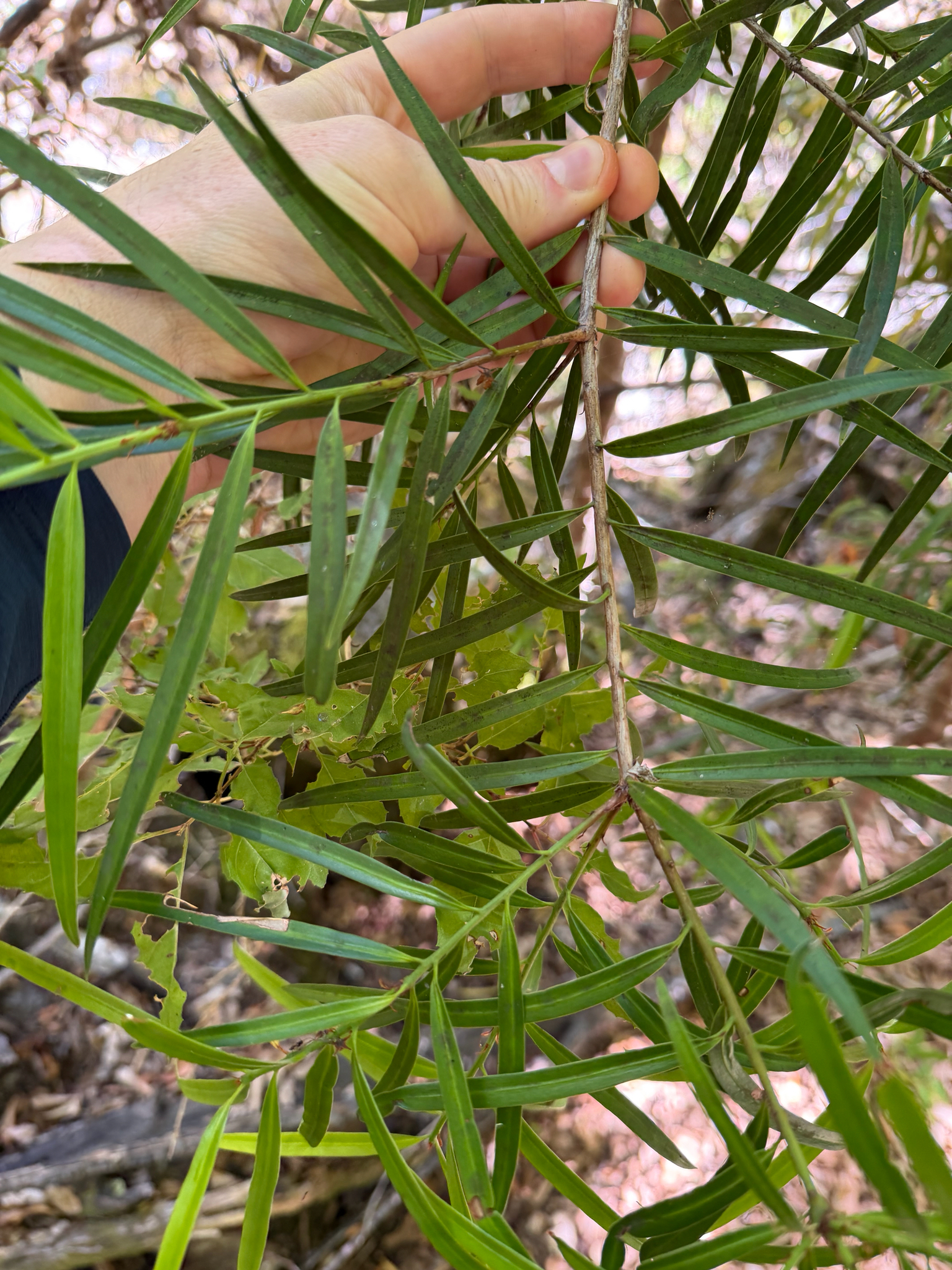 Photograph of Podocarpus