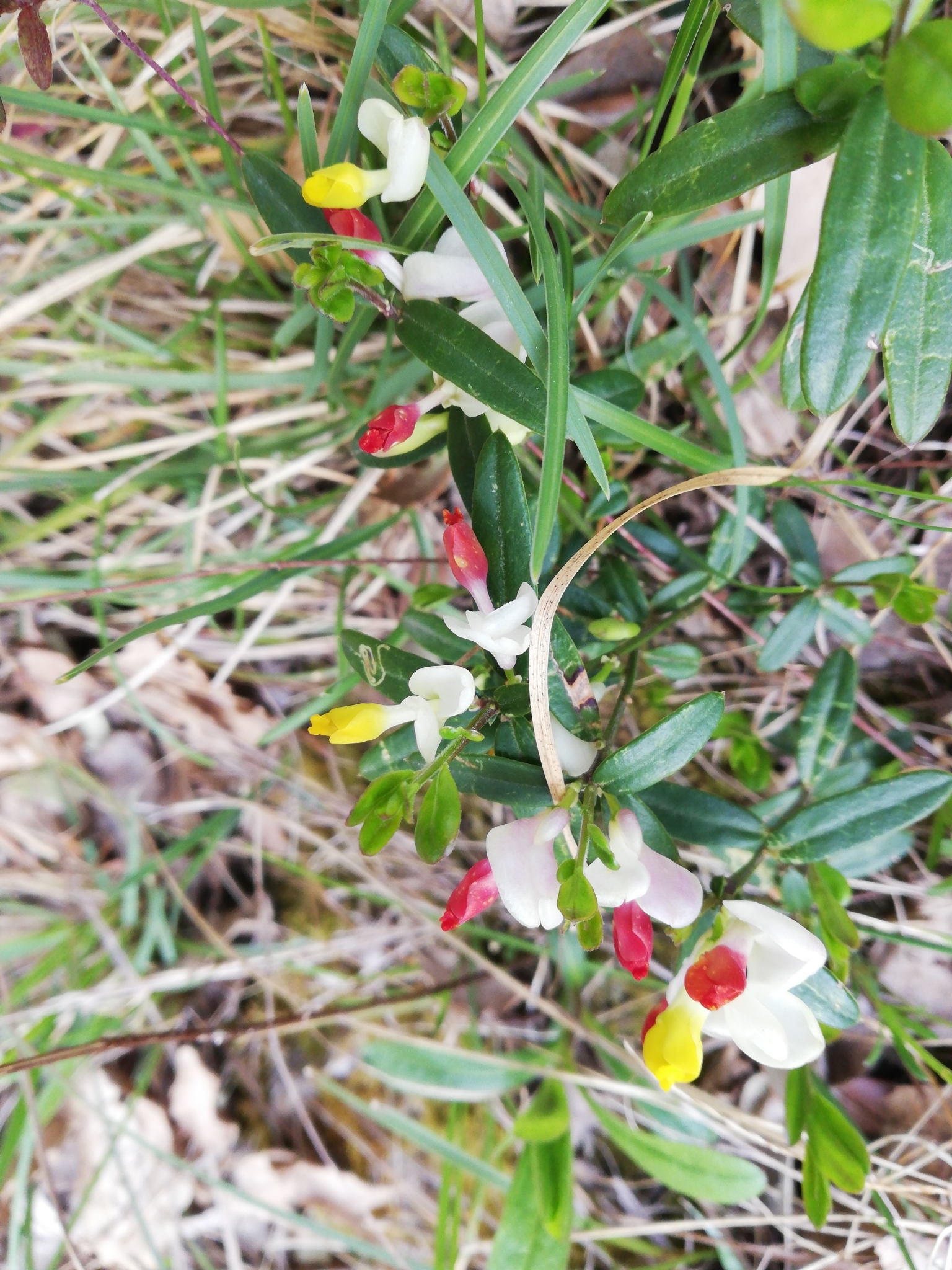 Photograph of Polygala