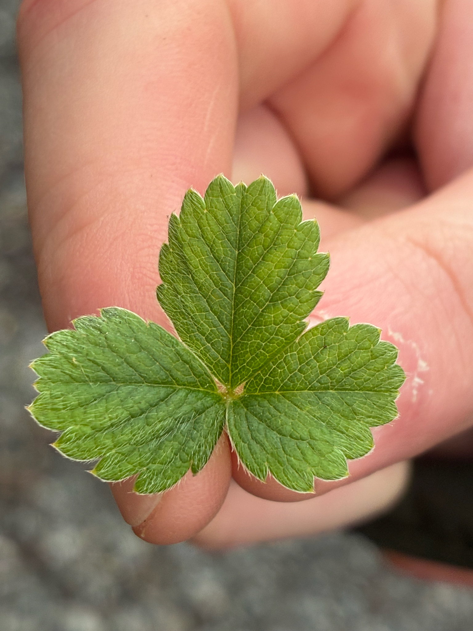 Photograph of Potentilla