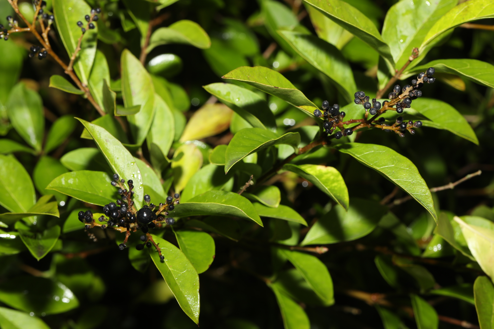 Photograph of Privet