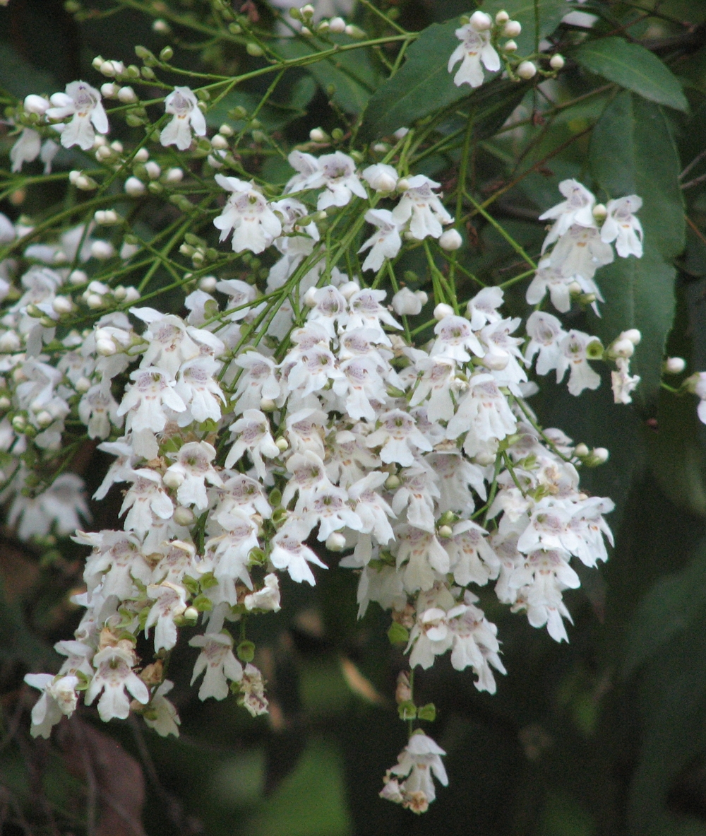 Photograph of Mint Bush