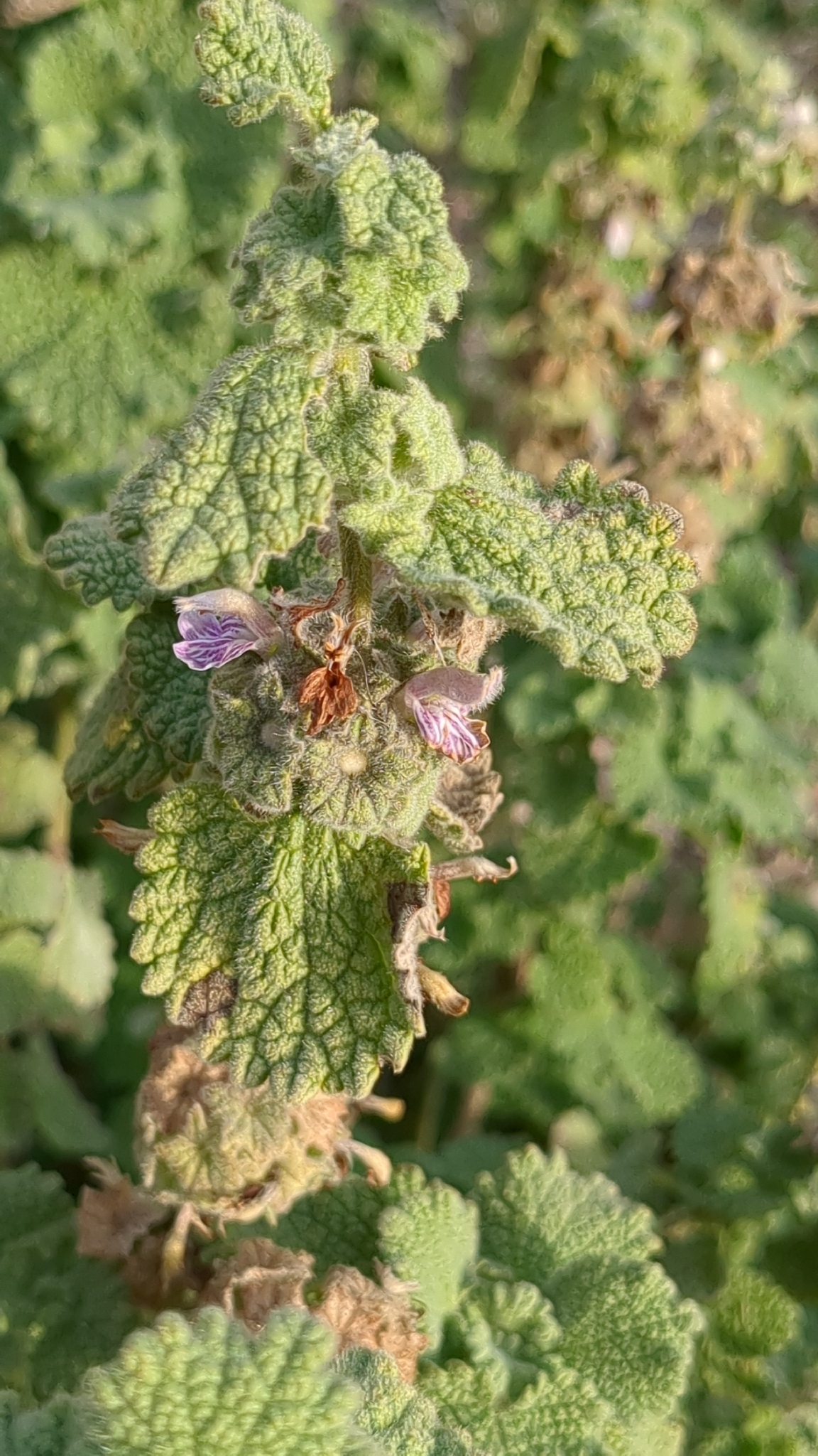 Photograph of Pseudodictamnus