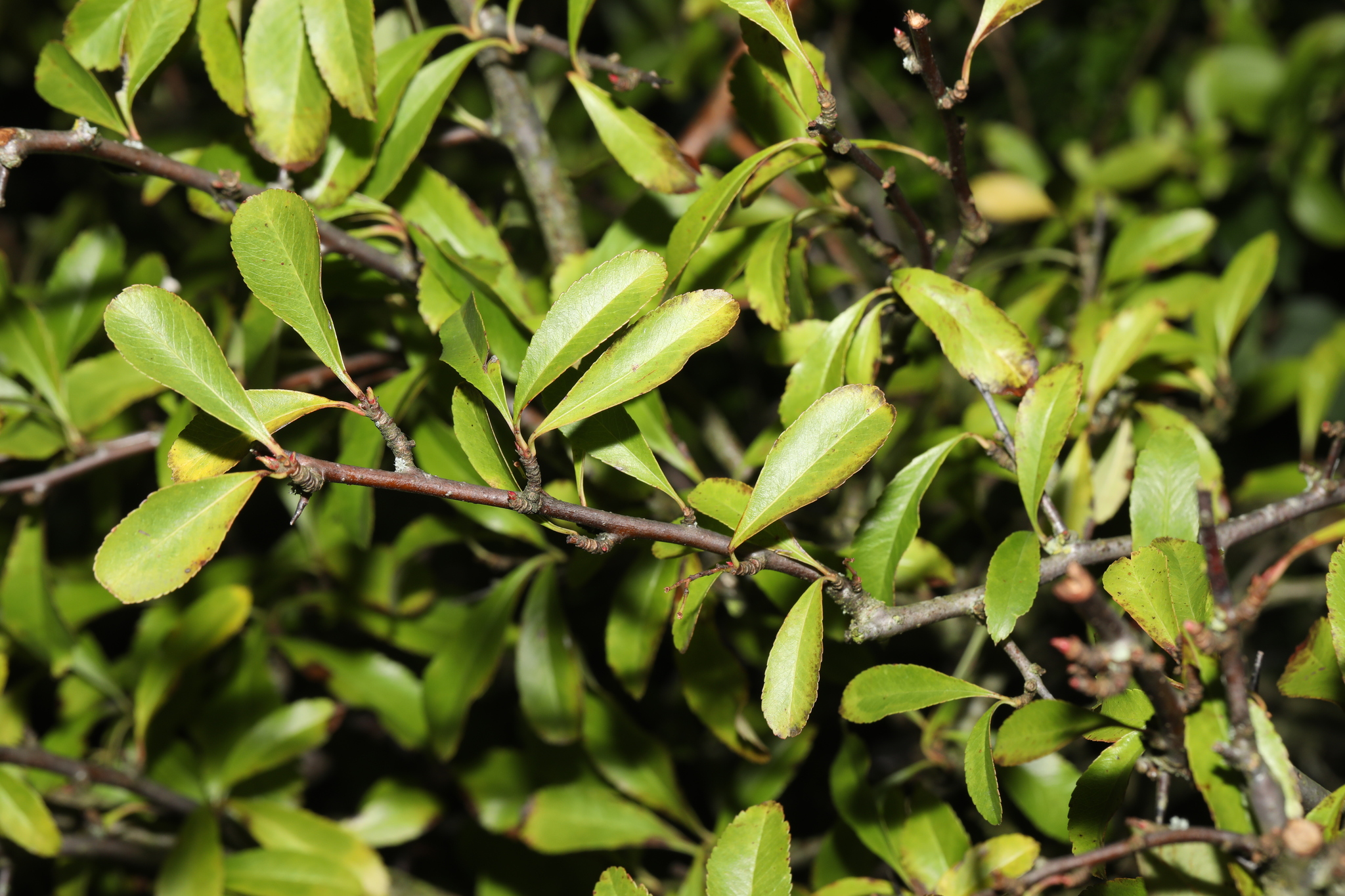 Photograph of Firethorn