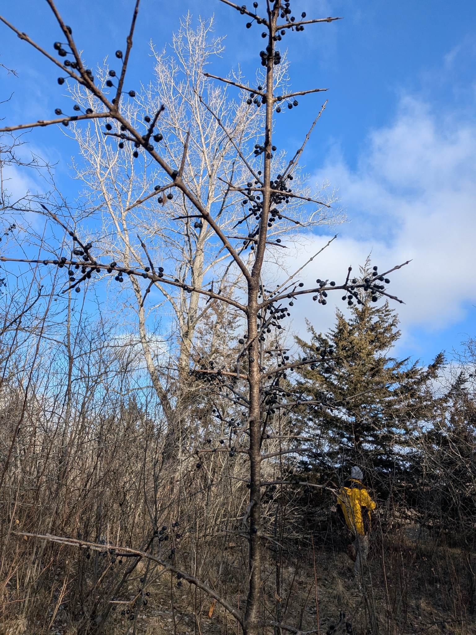 Photograph of Buckthorn (Rhamnus)