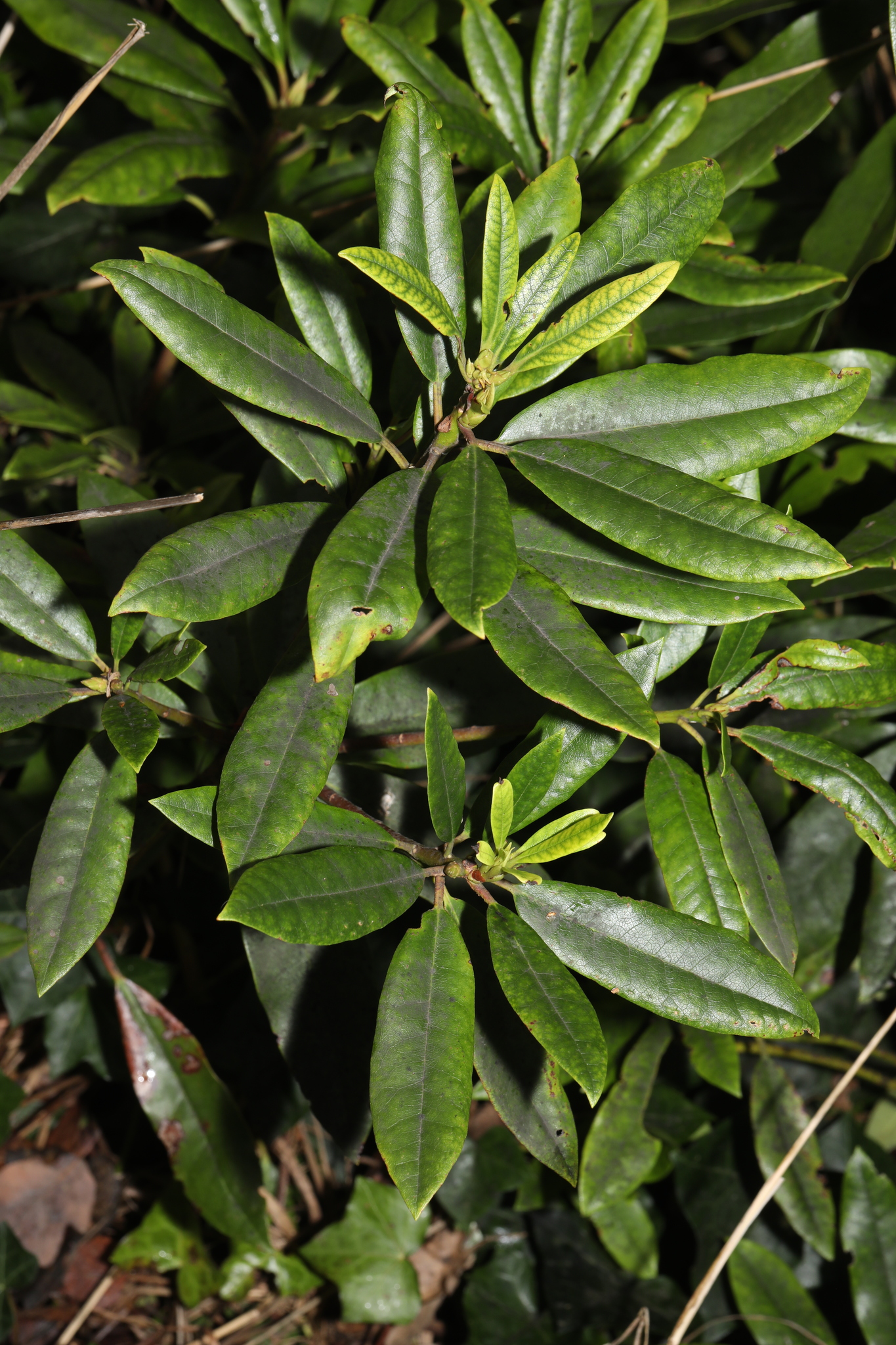 Photograph of Rhododendron