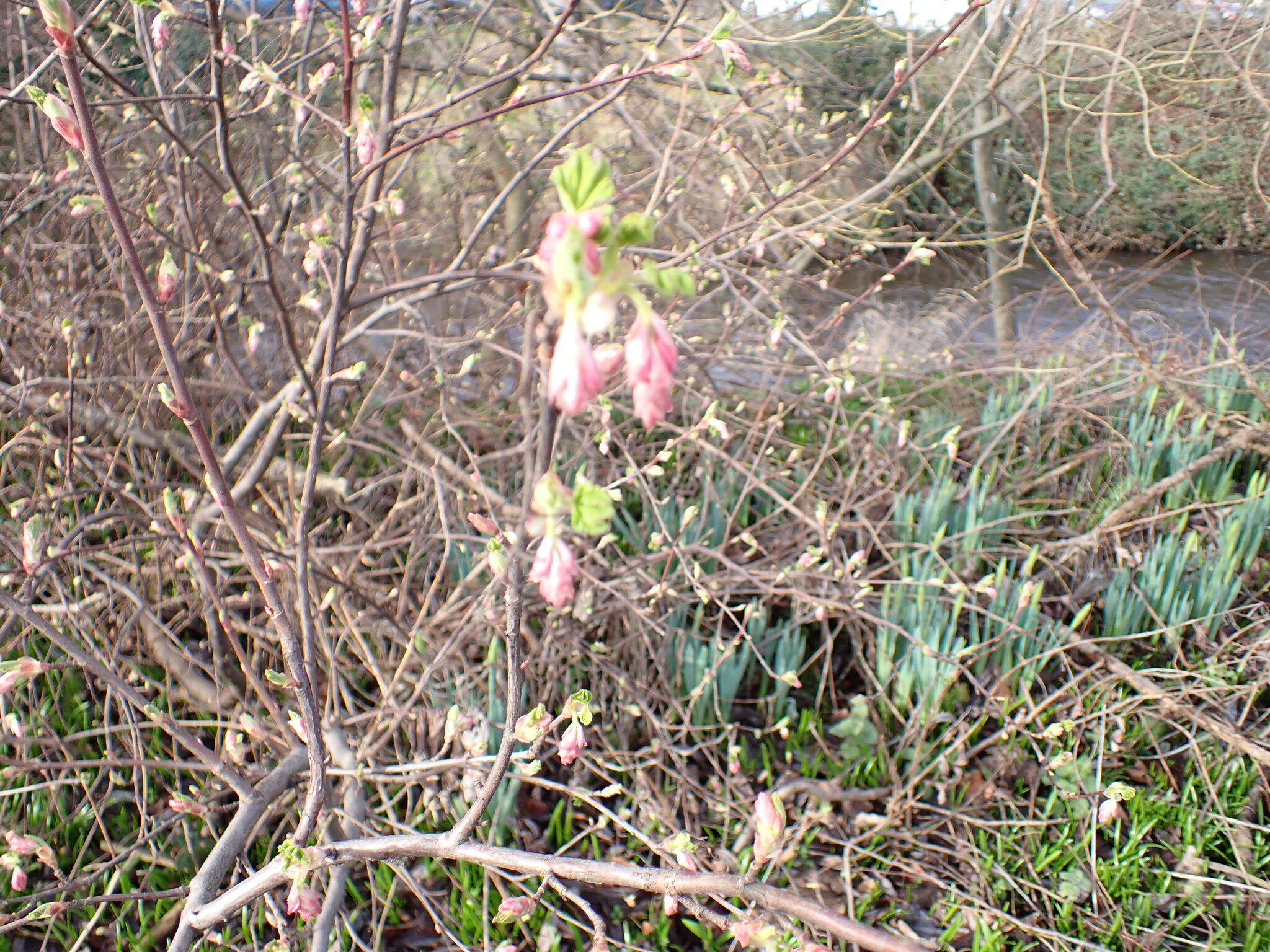 Photograph of Flowering Currant