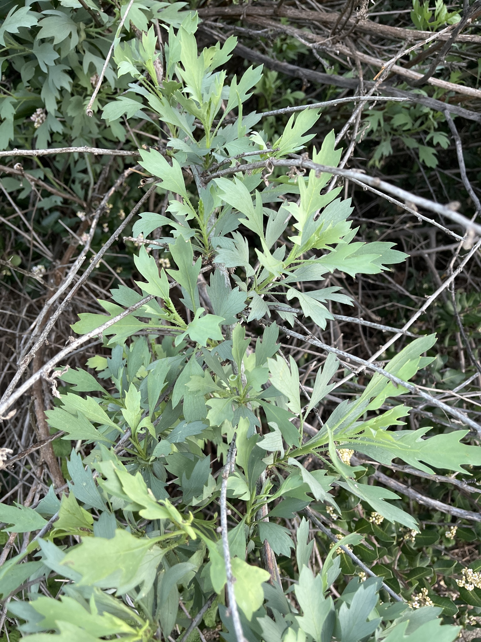 Photograph of Californian Tree Poppy