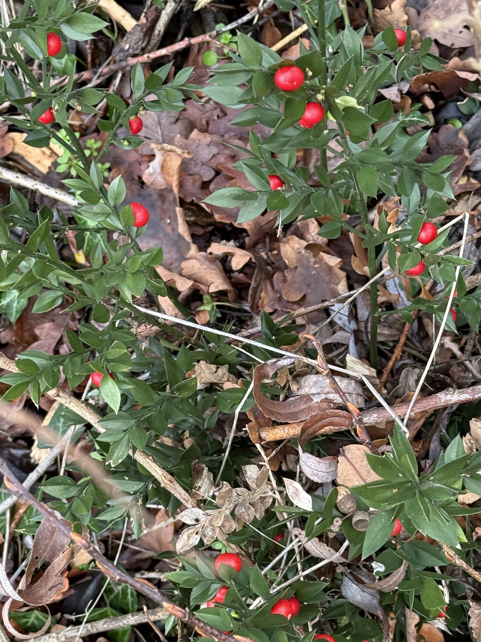 Photograph of Butcher's Broom