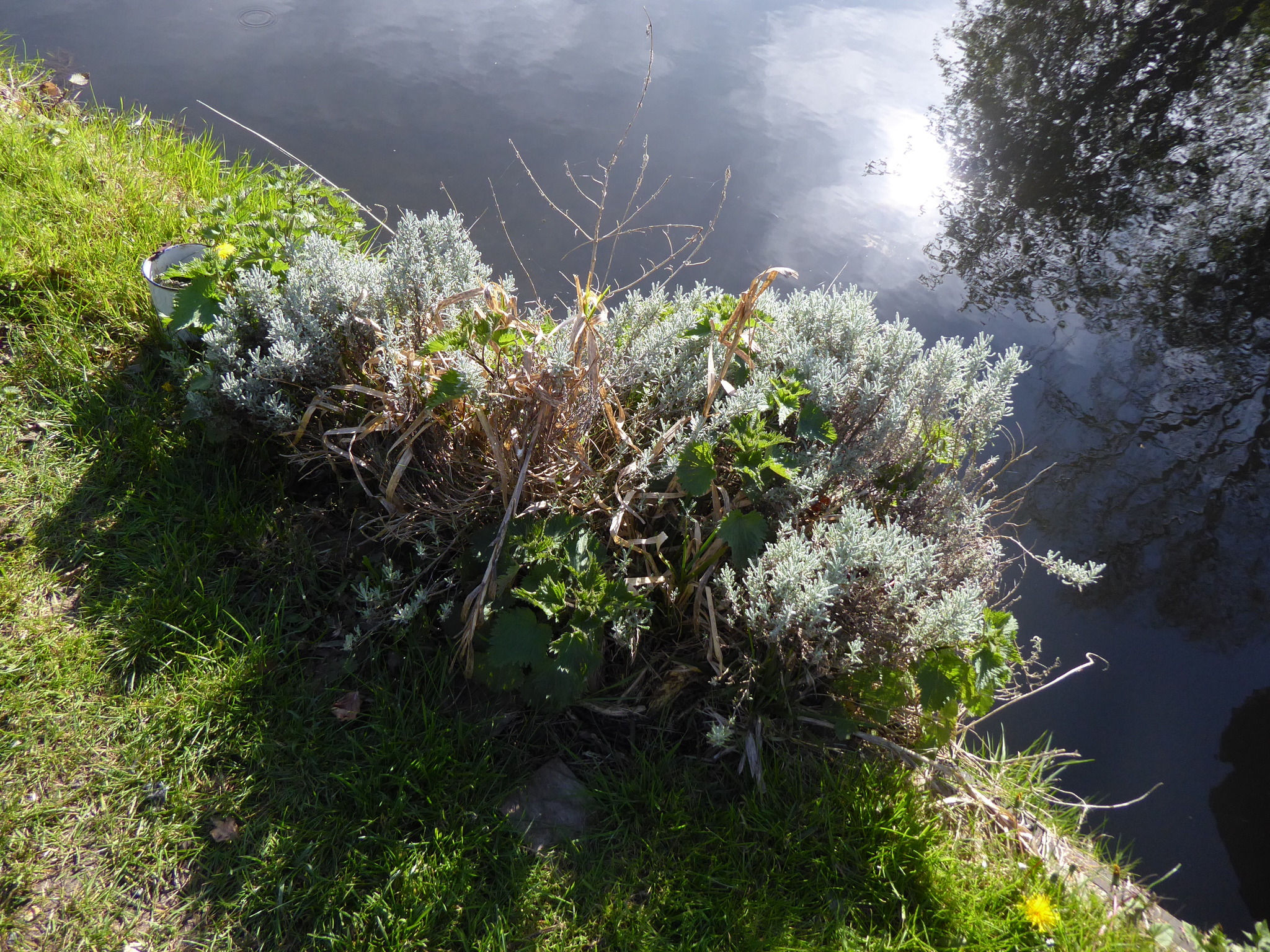 Photograph of Cotton Lavender
