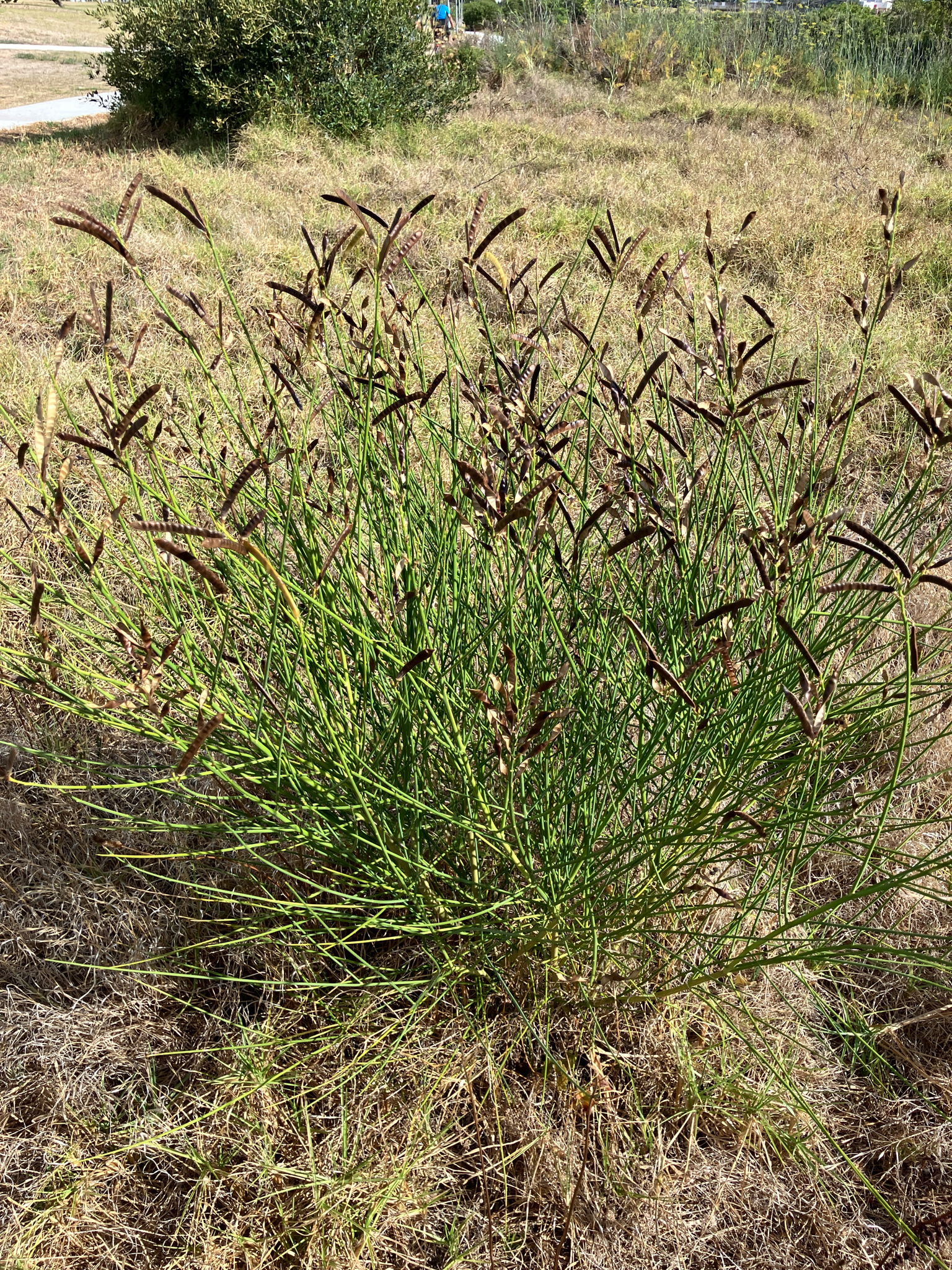 Photograph of Spanish Broom