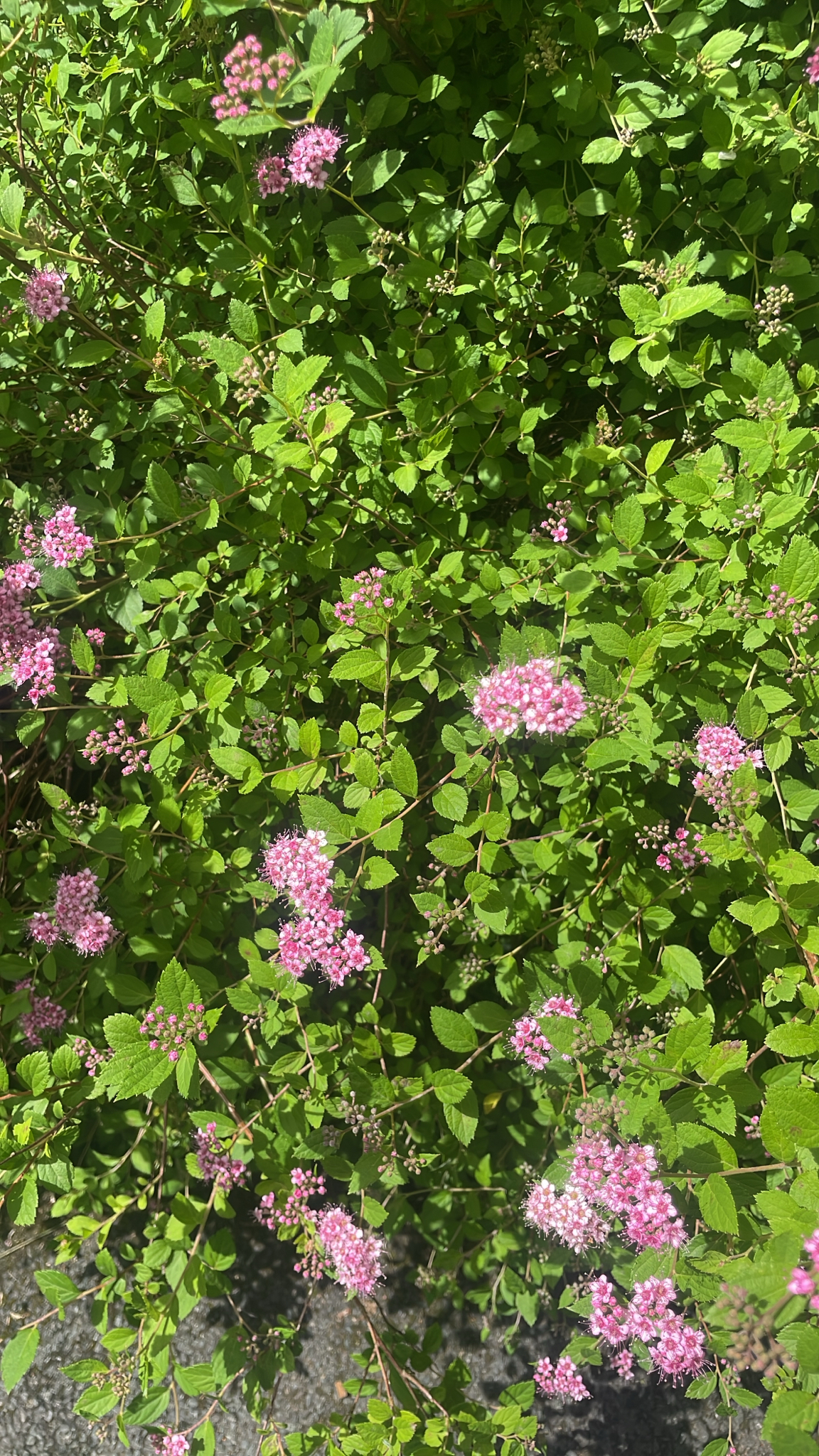 Photograph of Spiraea