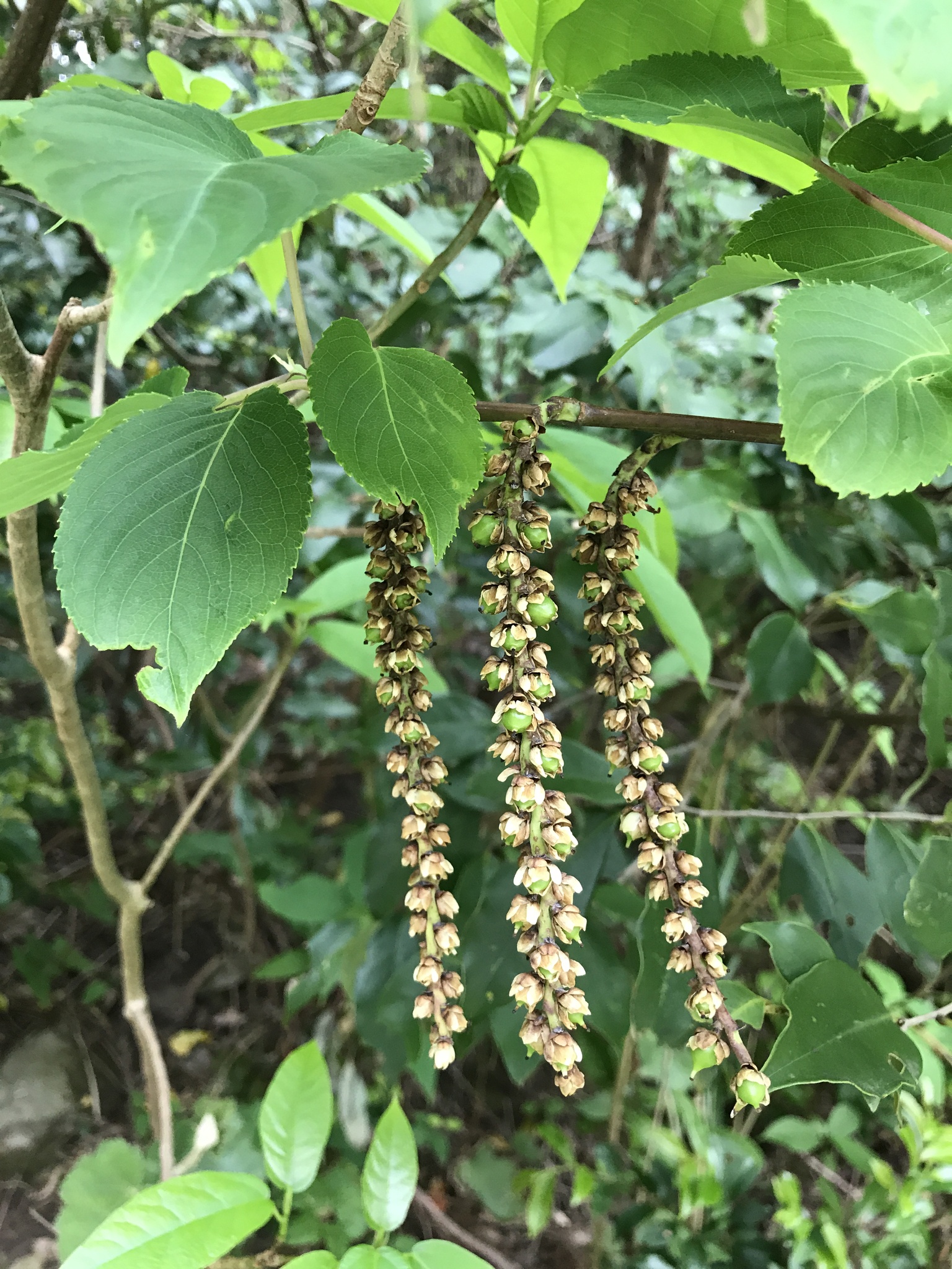 Photograph of Stachyurus