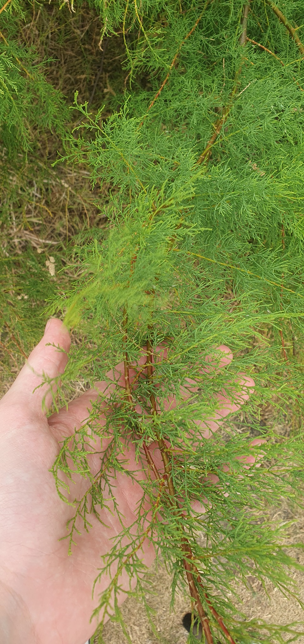 Photograph of Tamarisk