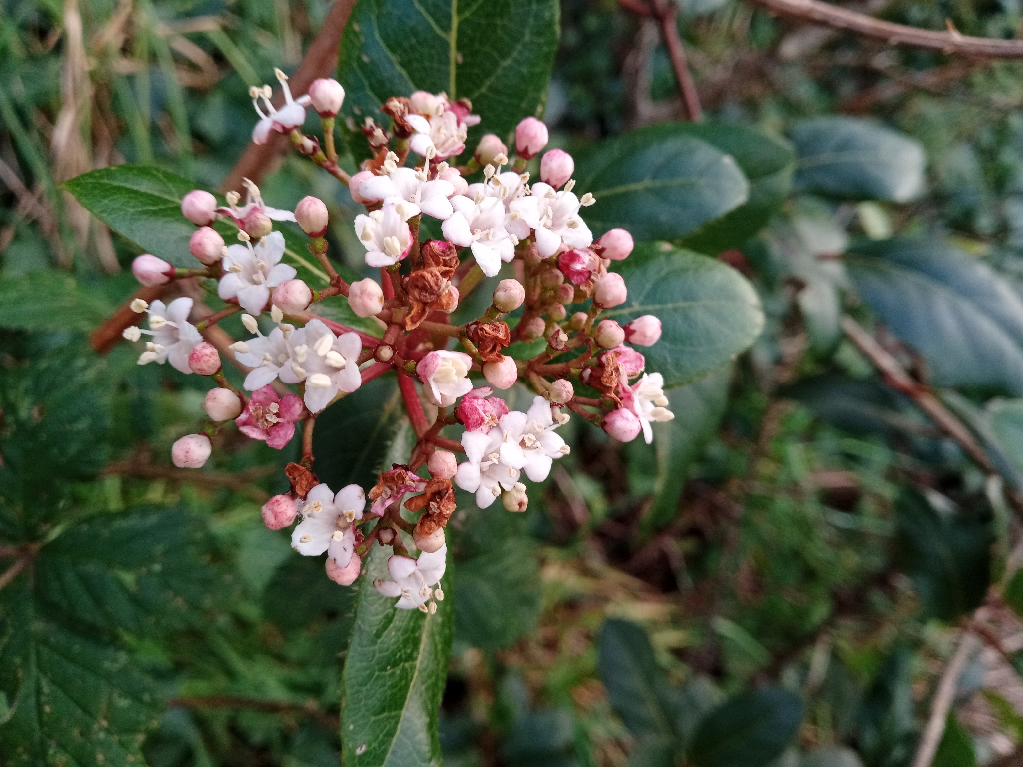 Photograph of Viburnum tinus