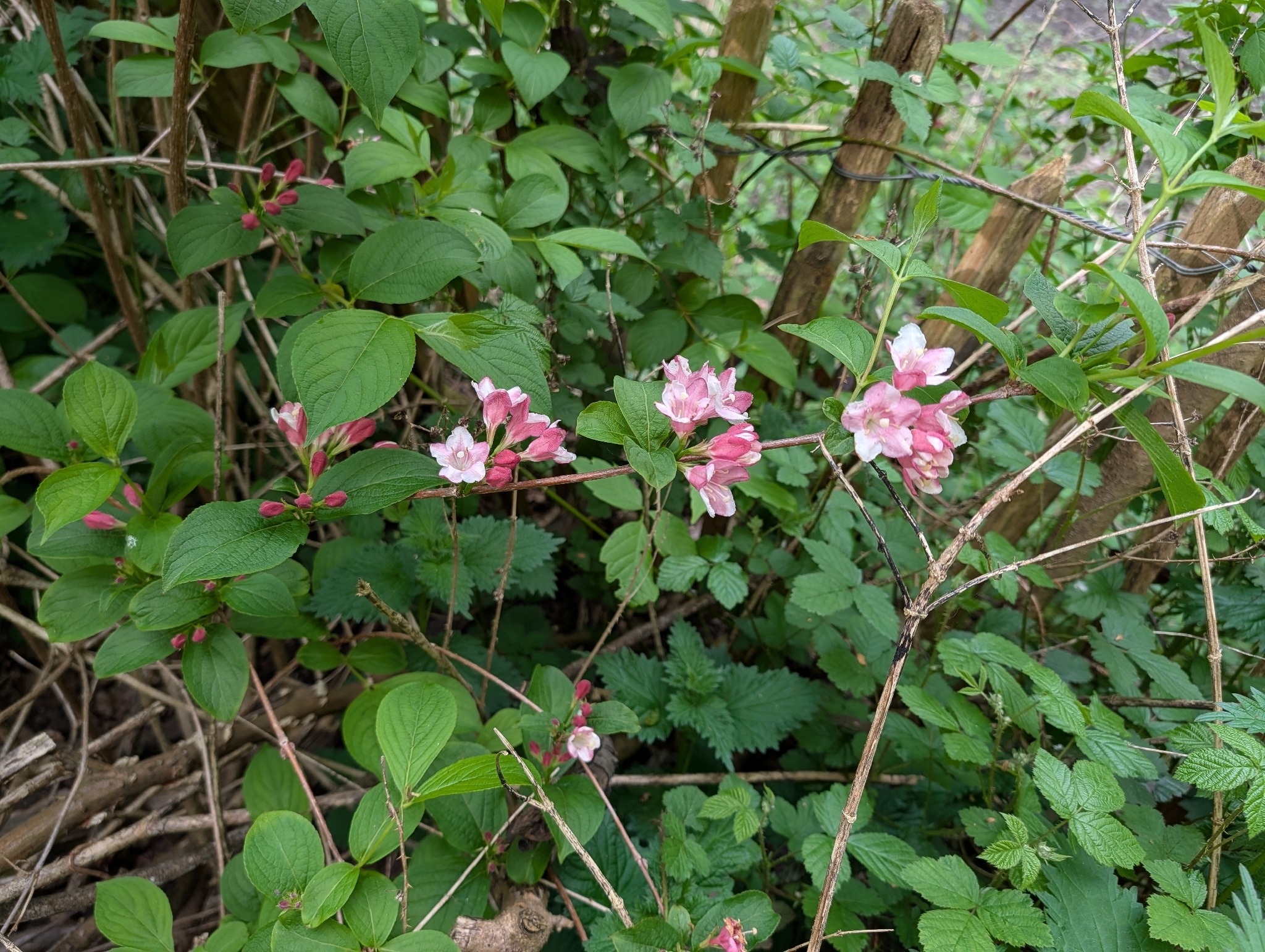 Photograph of Weigela