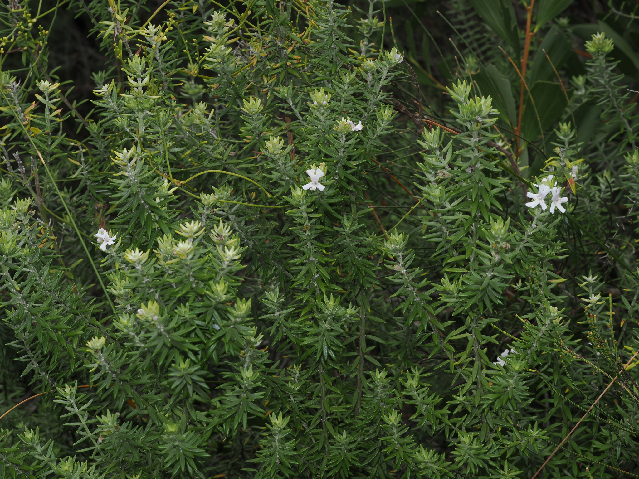 Photograph of Westringia