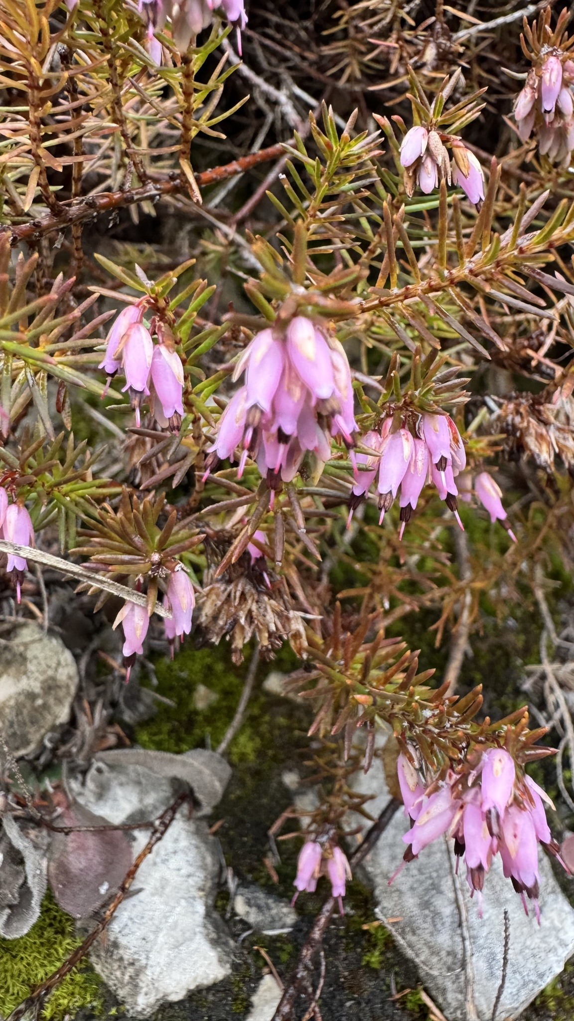 Photograph of Winter Heather