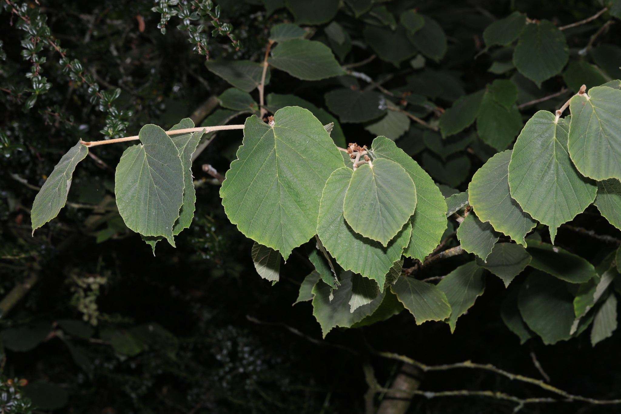 Photograph of Witch Hazel