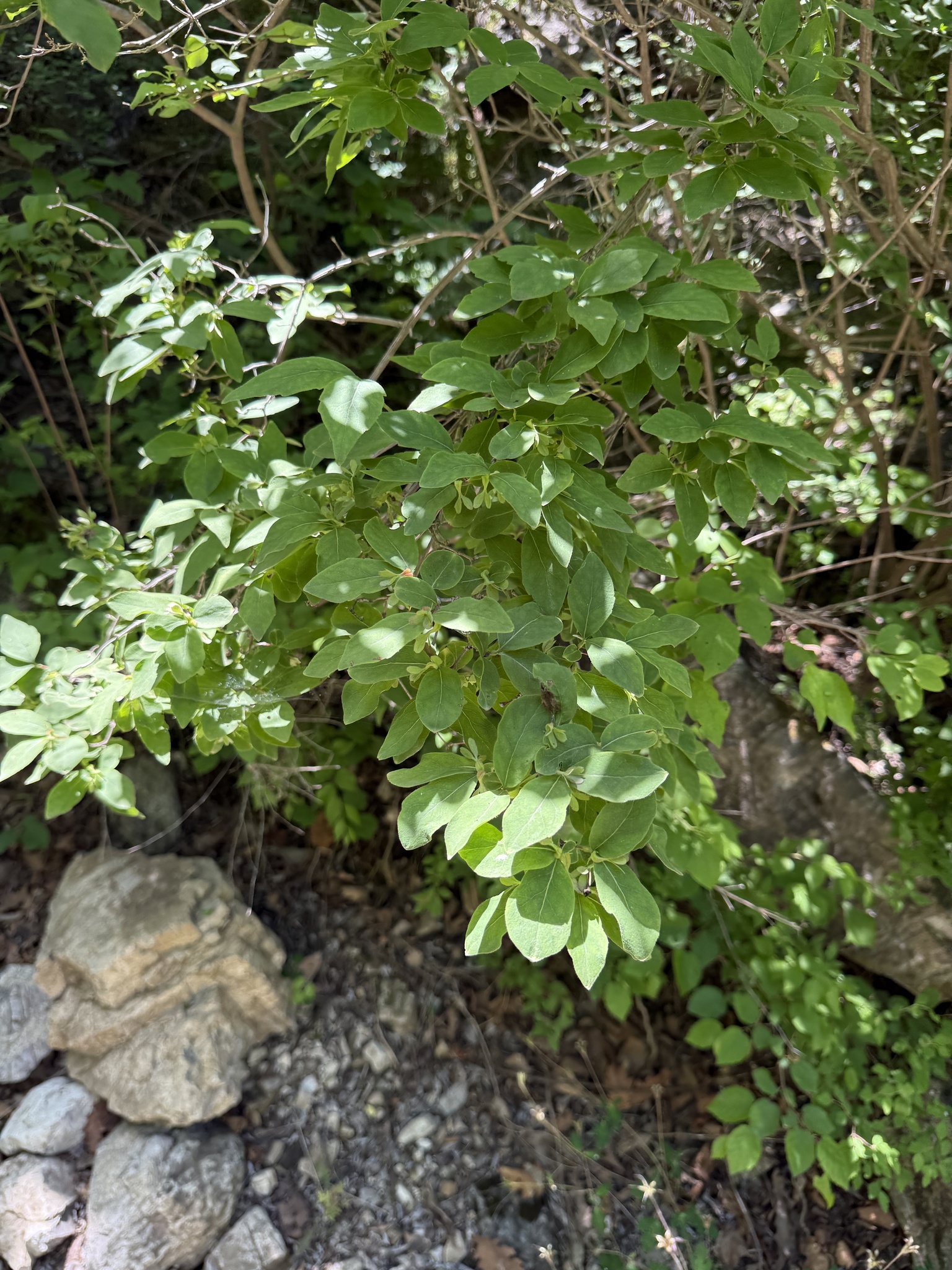 Photograph of Zabelia