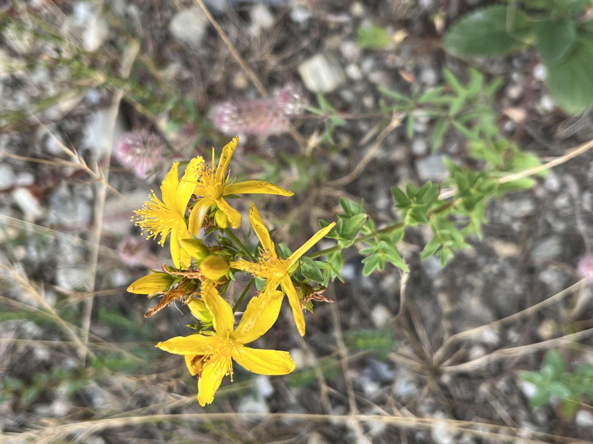 Photograph of St Johns Wort
