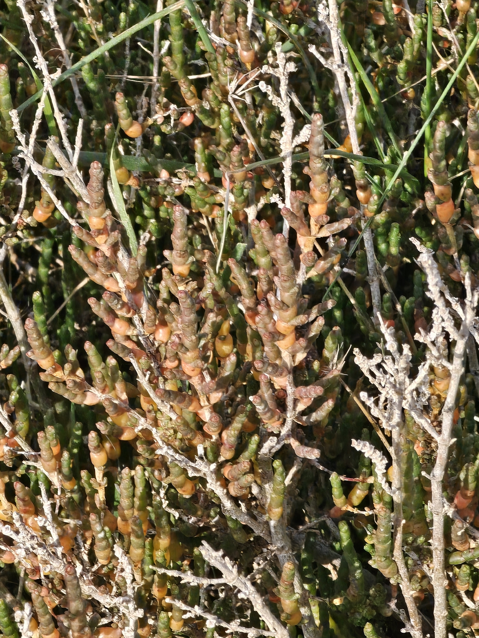 Photograph of Samphire