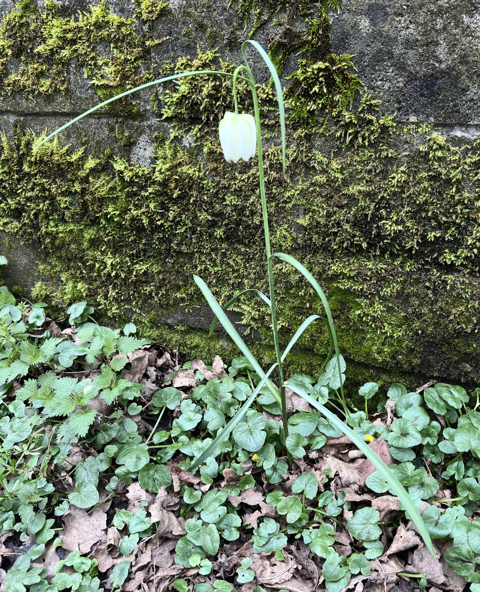 Photograph of Snakes Head Fritillary