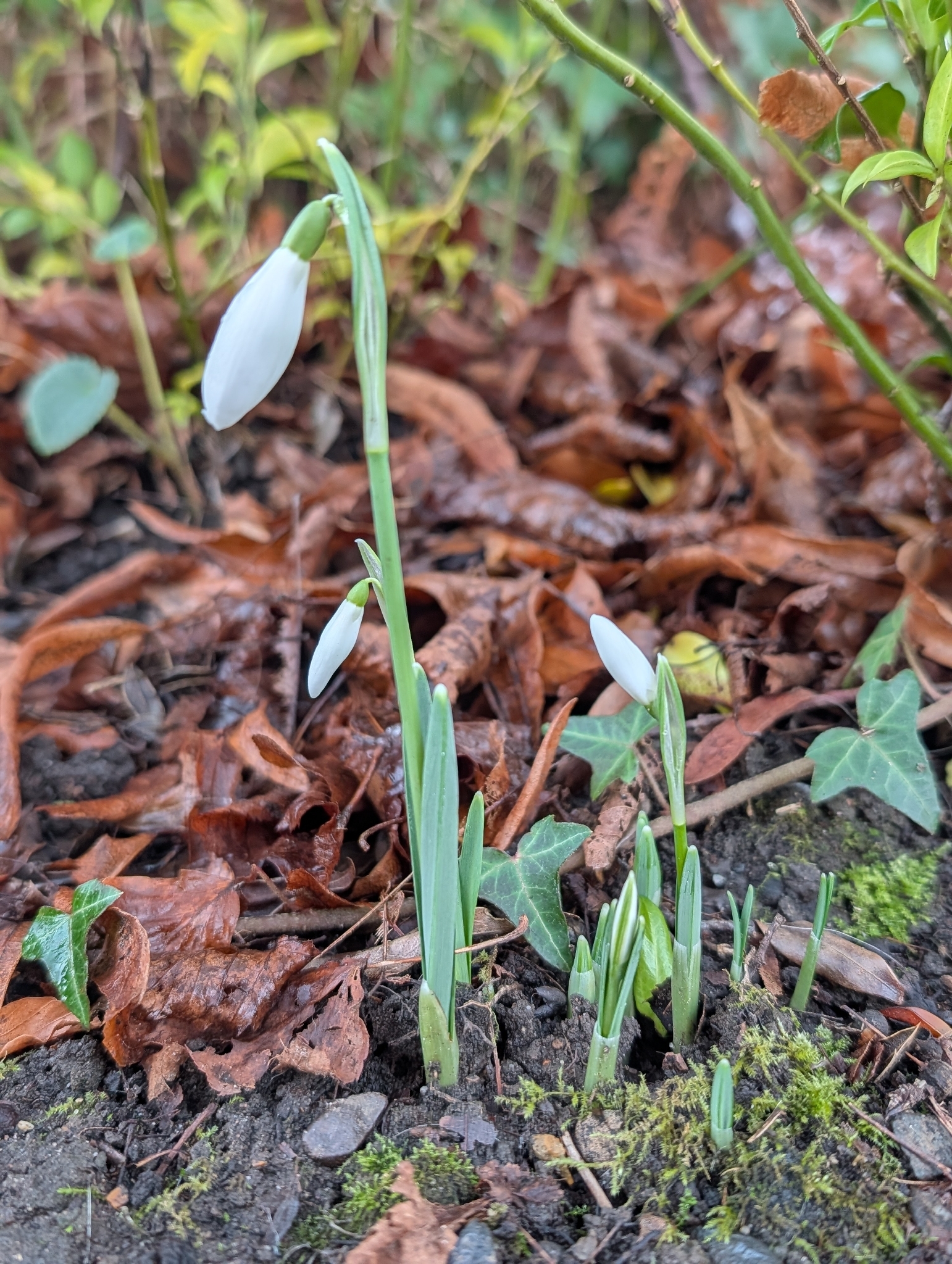 Photograph of Snowdrop
