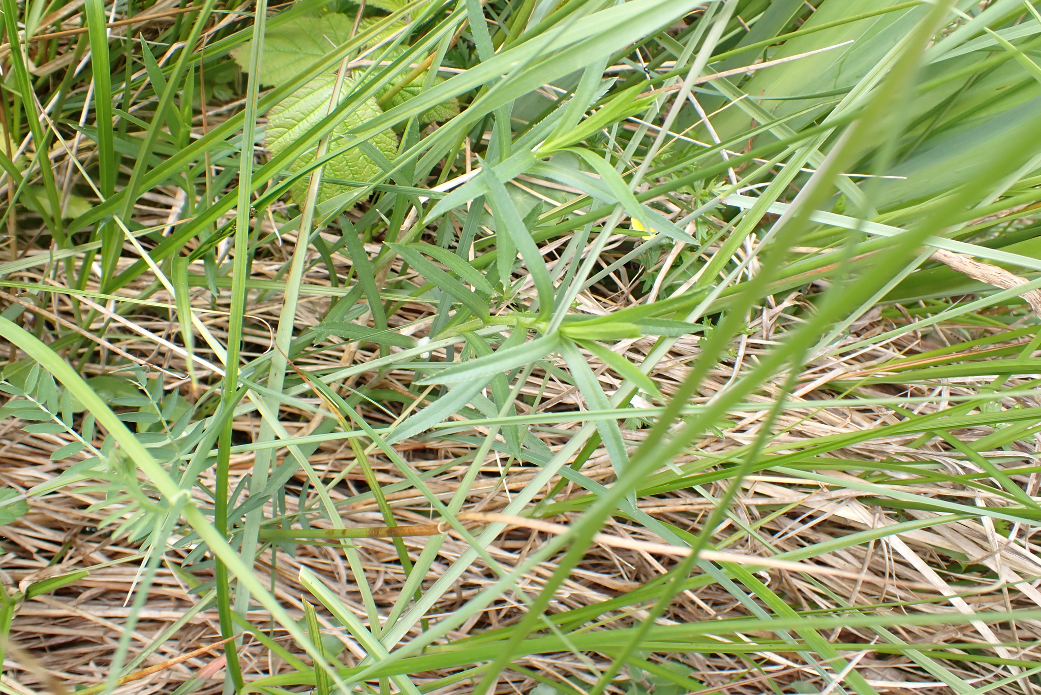 Photograph of Sneezewort