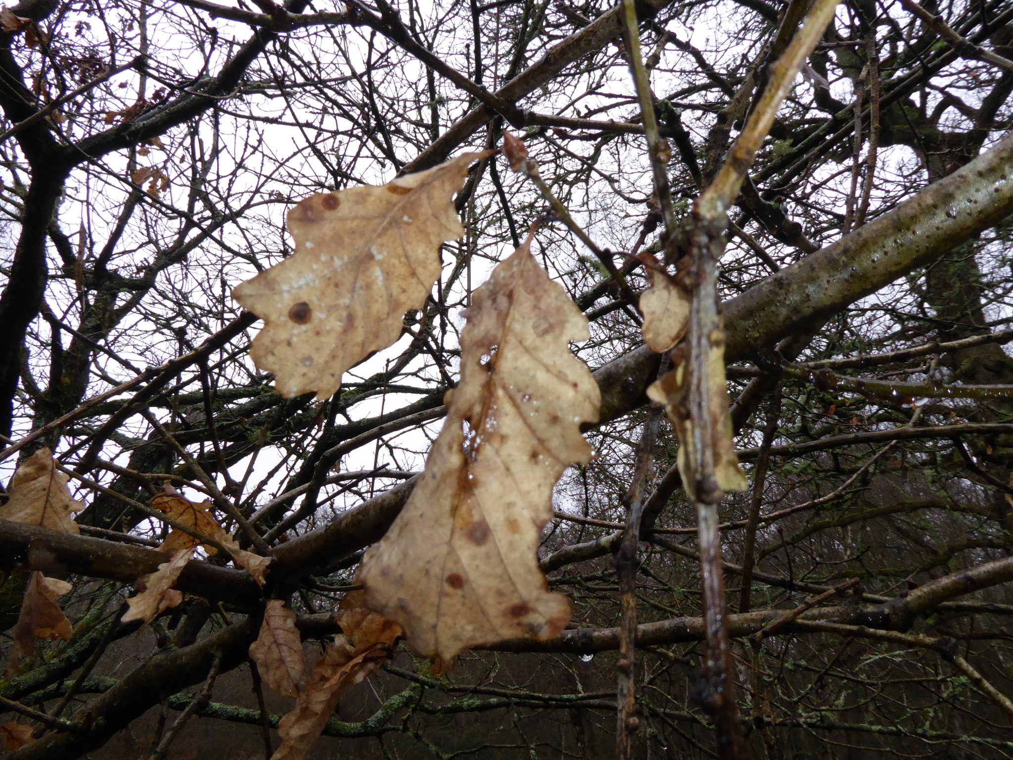 Photograph of Sessile Oak