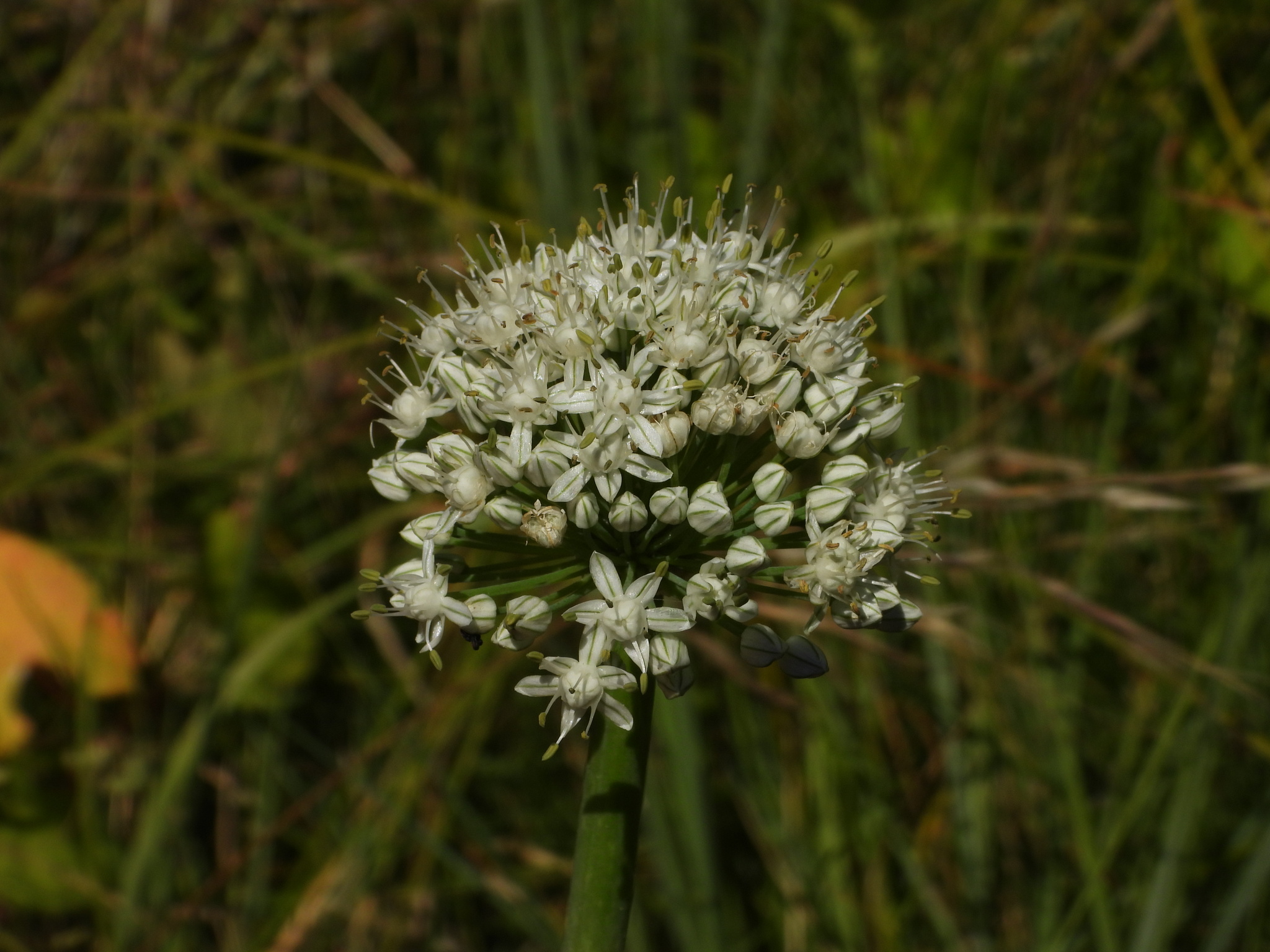 Photograph of Spring Onion