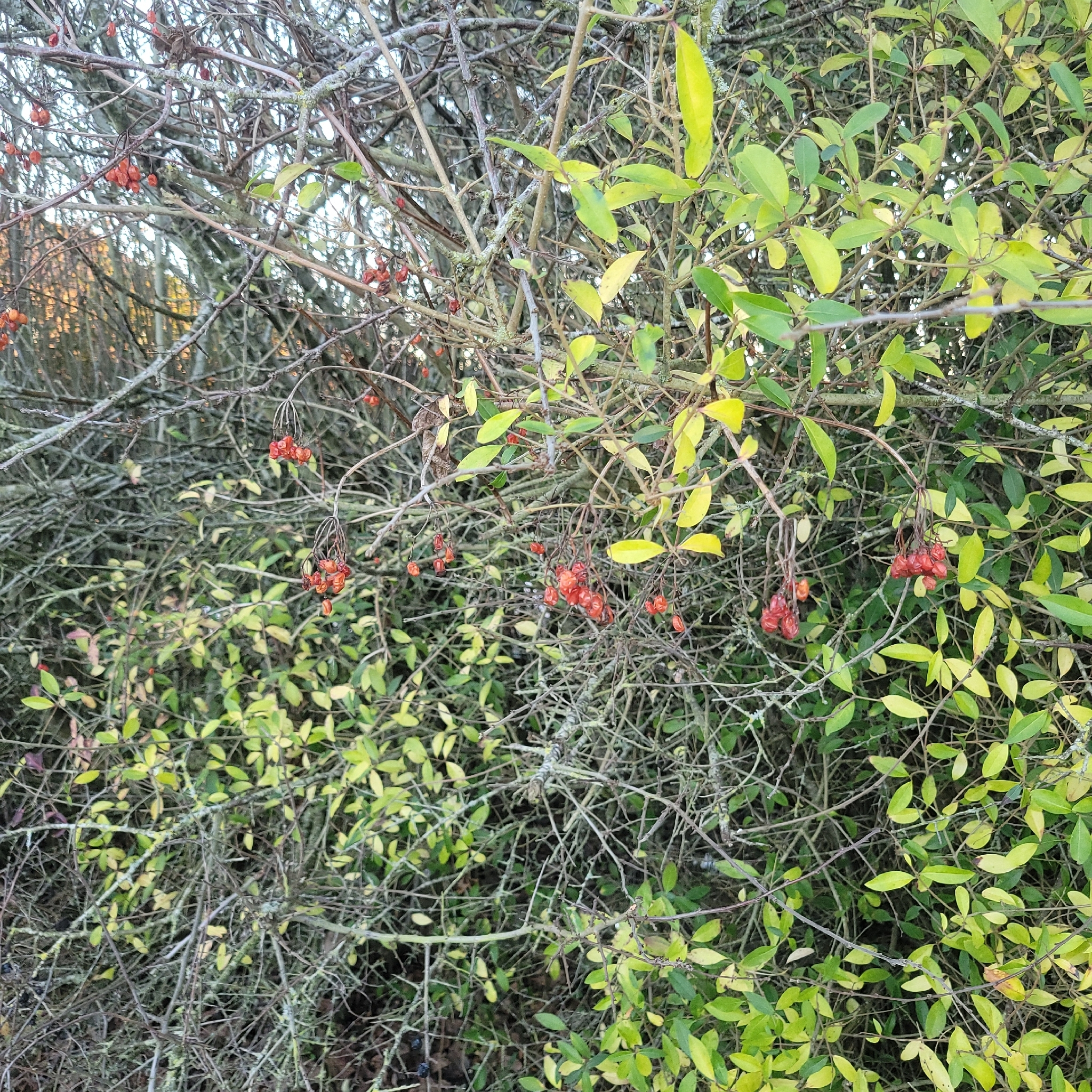 Photograph of Spindle