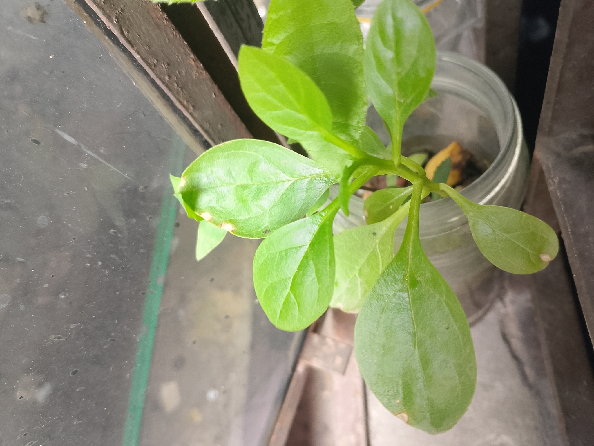 Photograph of Spinach