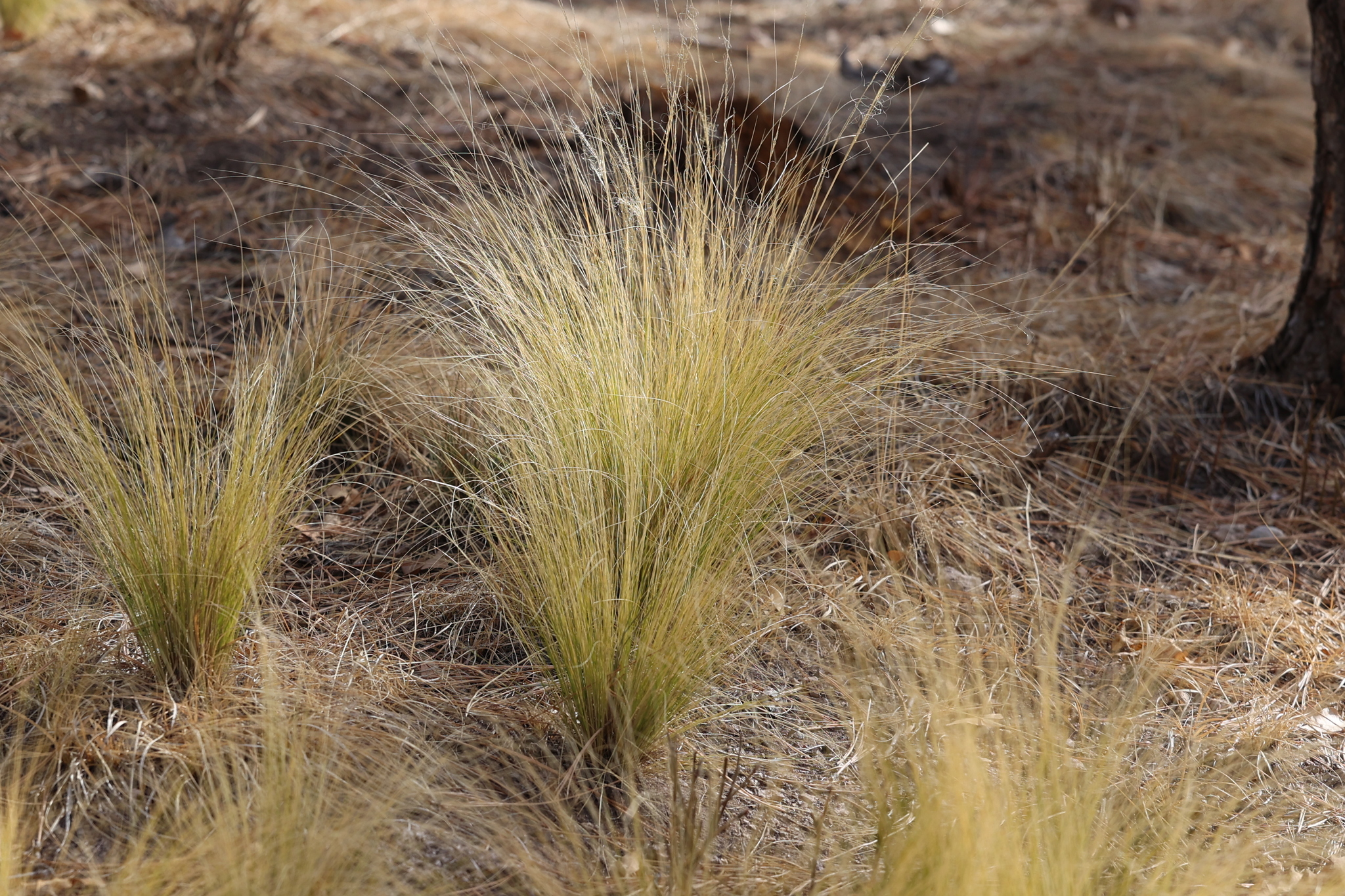 Photograph of Stipa (Feather Grass)