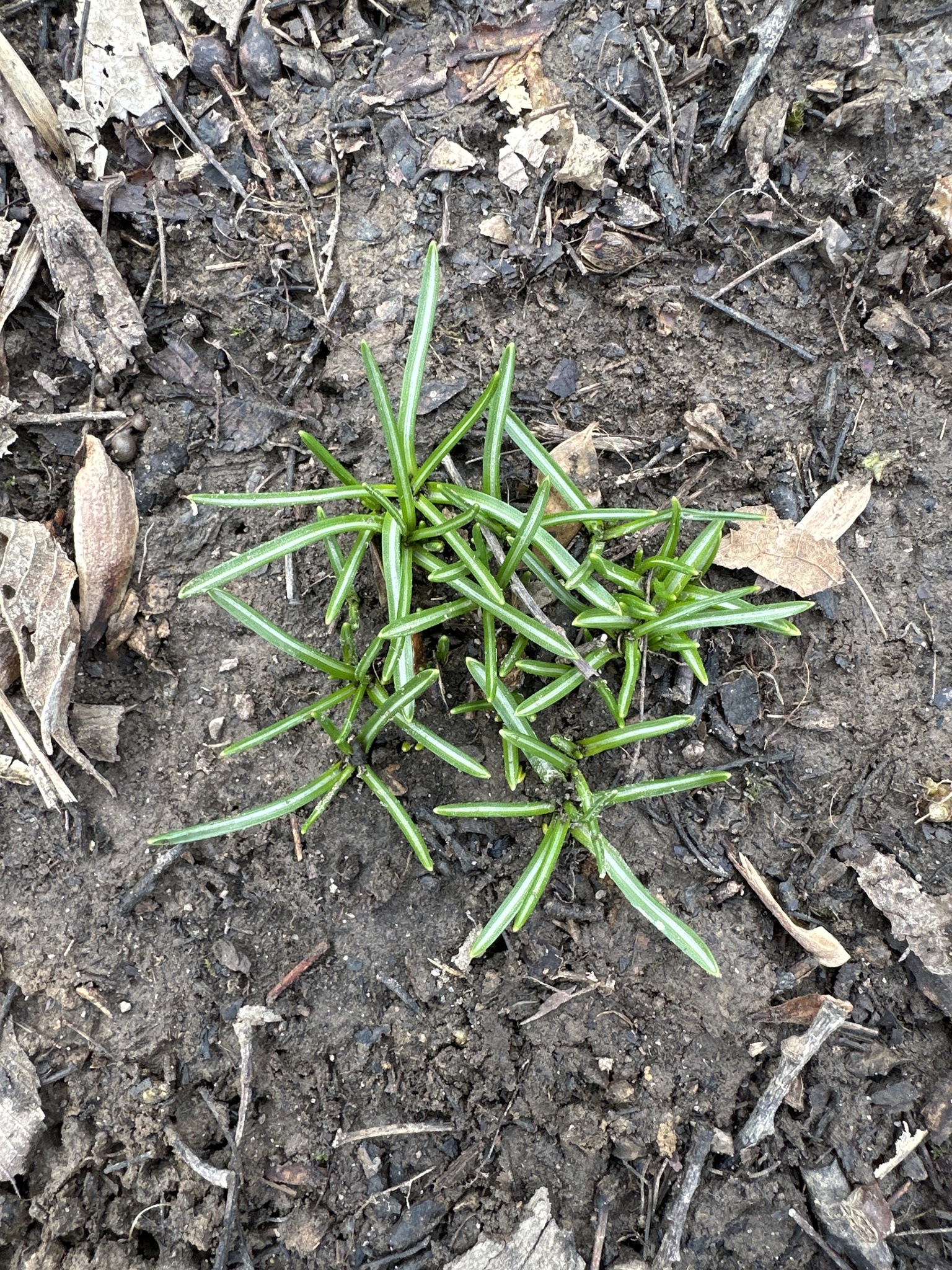 Photograph of Star of Bethlehem