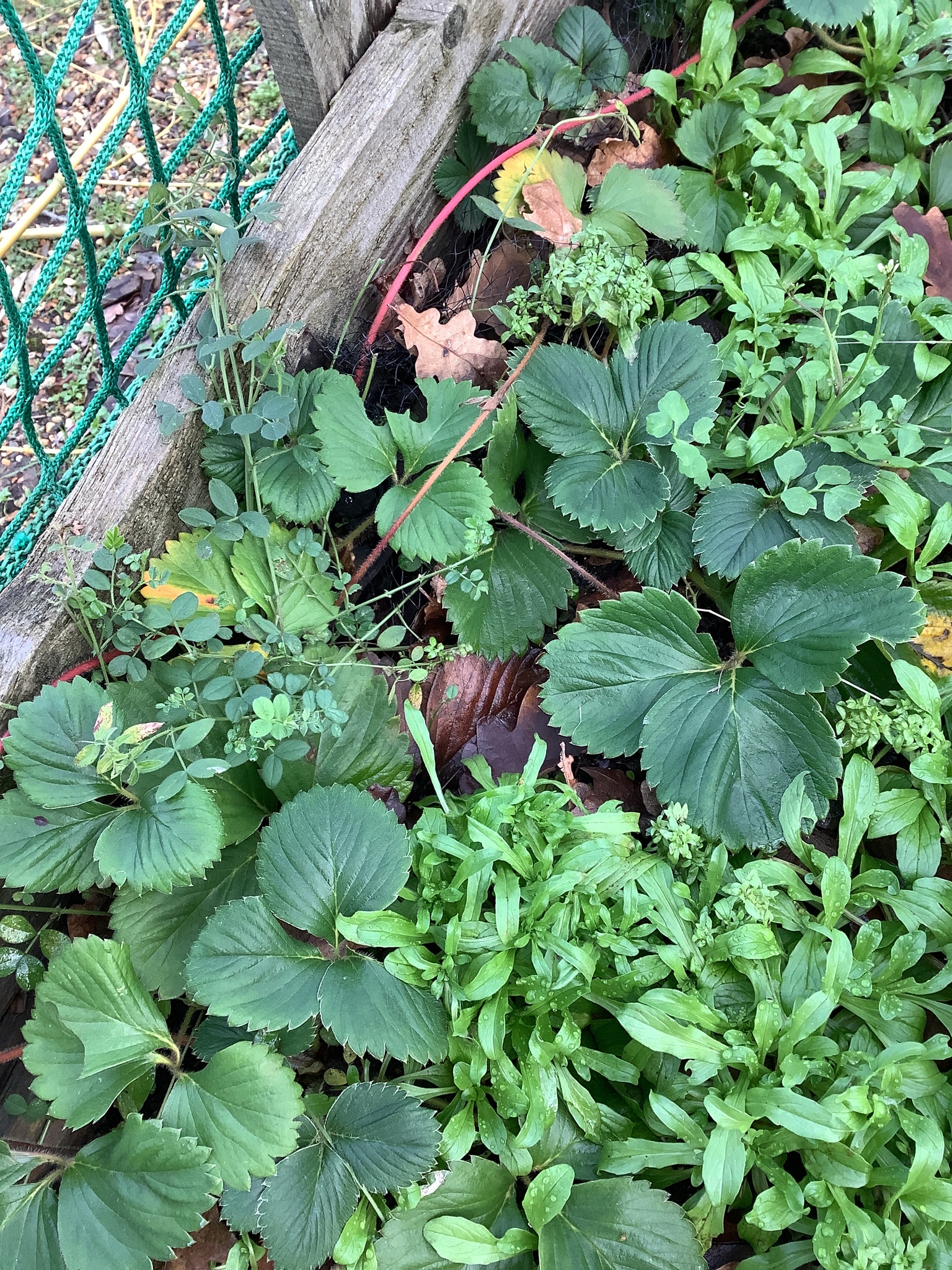 Photograph of Strawberry