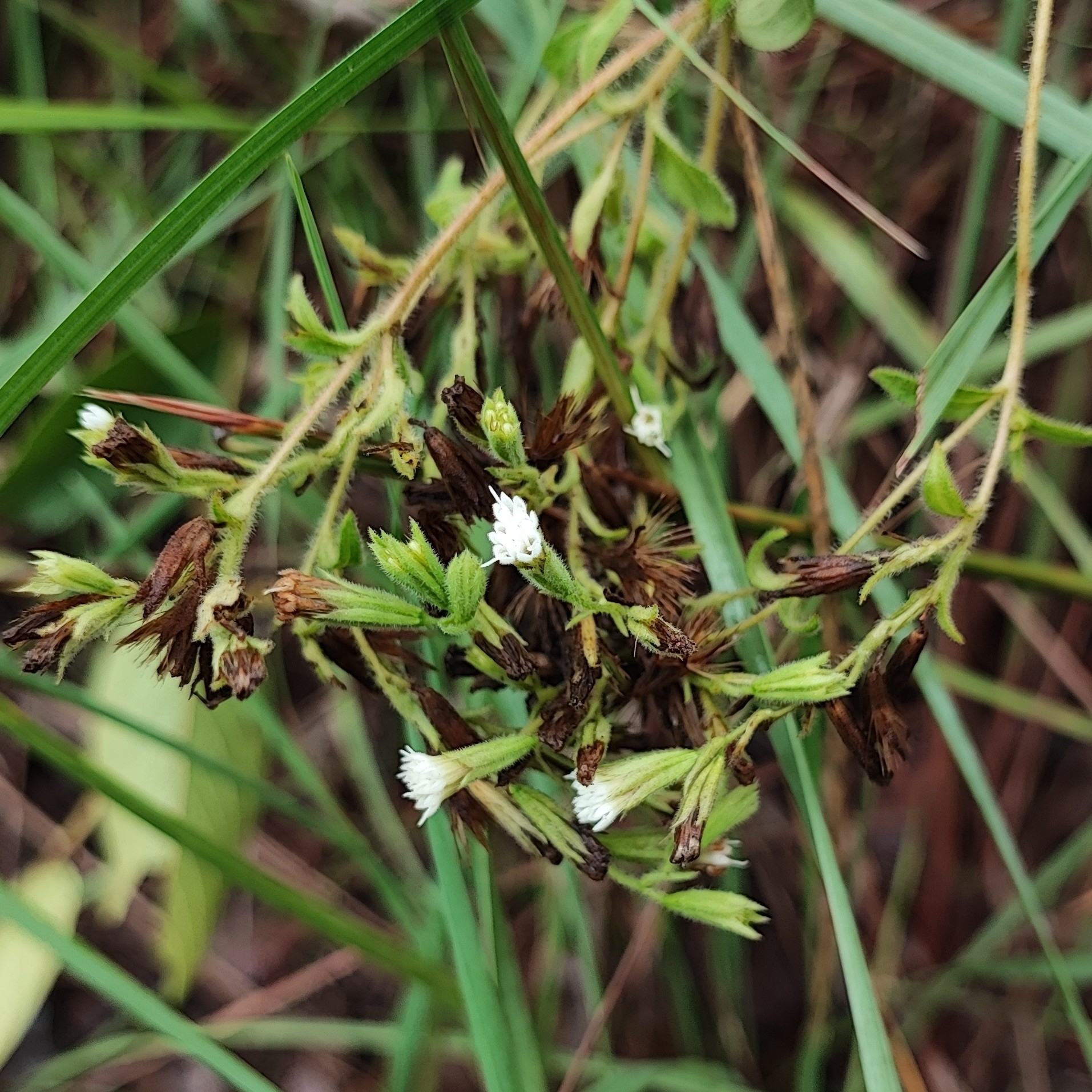 Photograph of Stevia