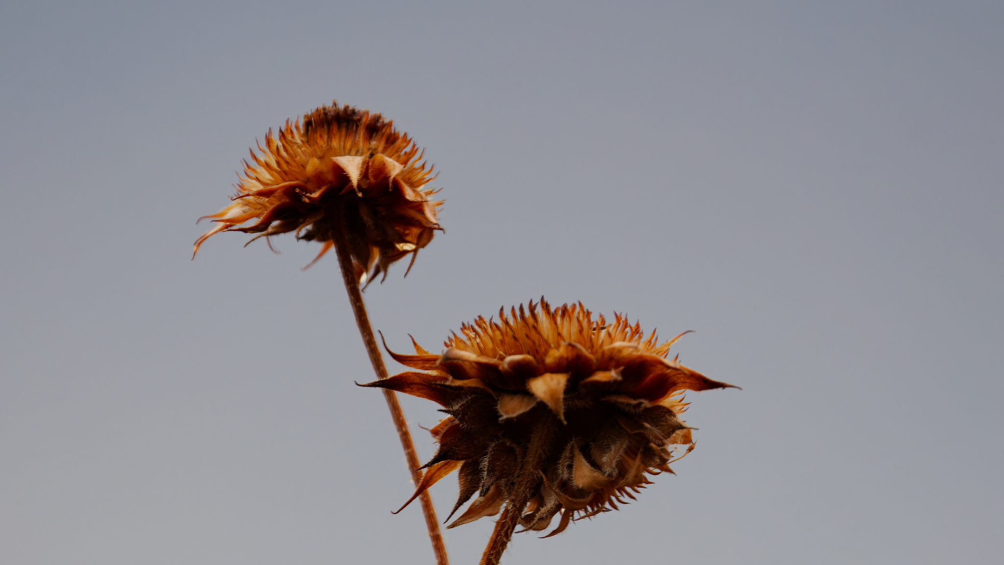 Photograph of Sunflower