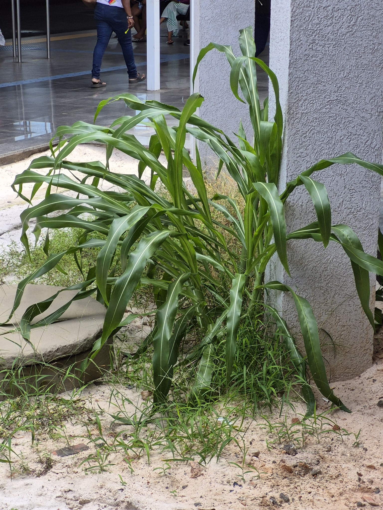 Photograph of Sweet Corn