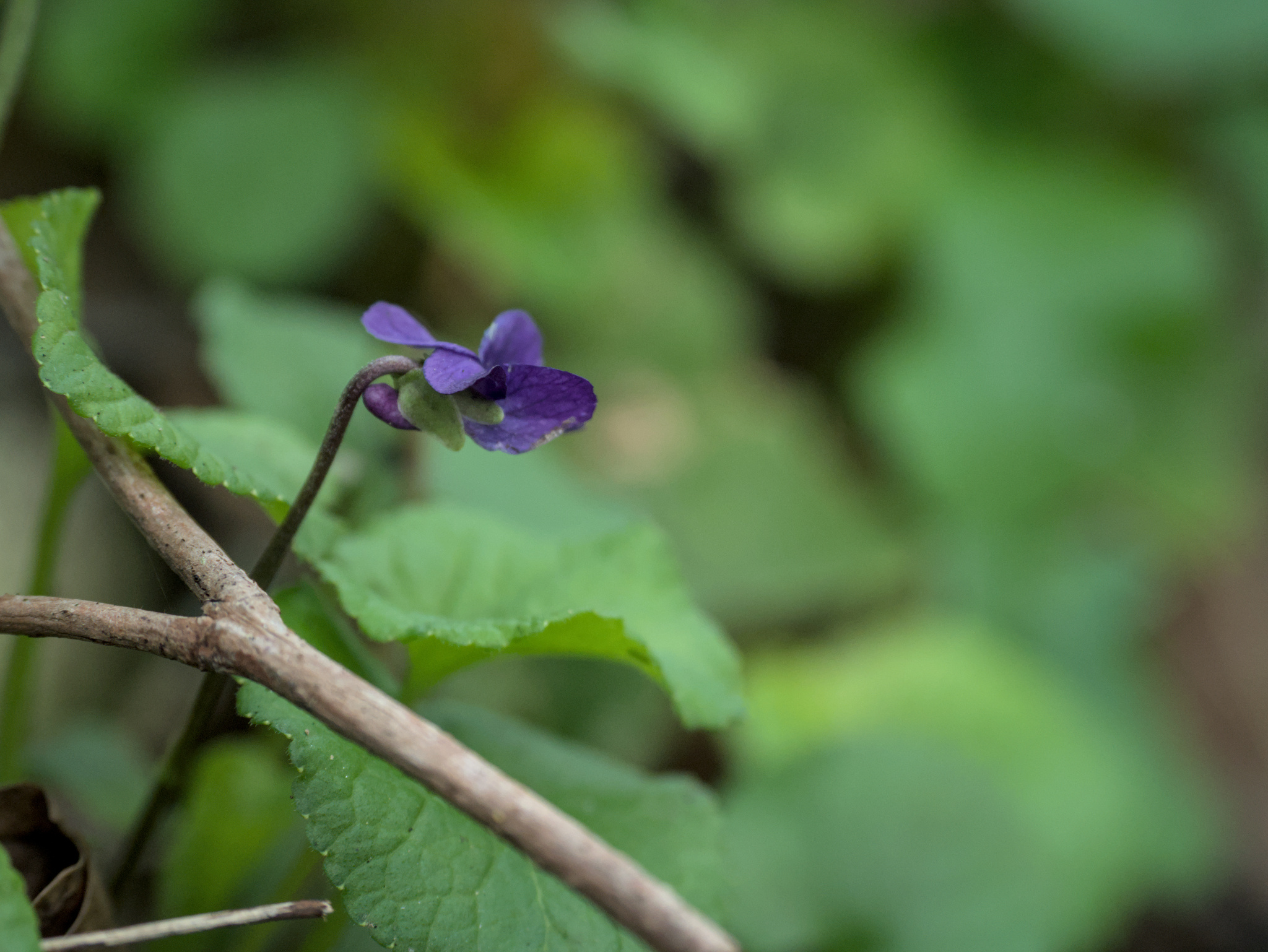 Photograph of Sweet Violet
