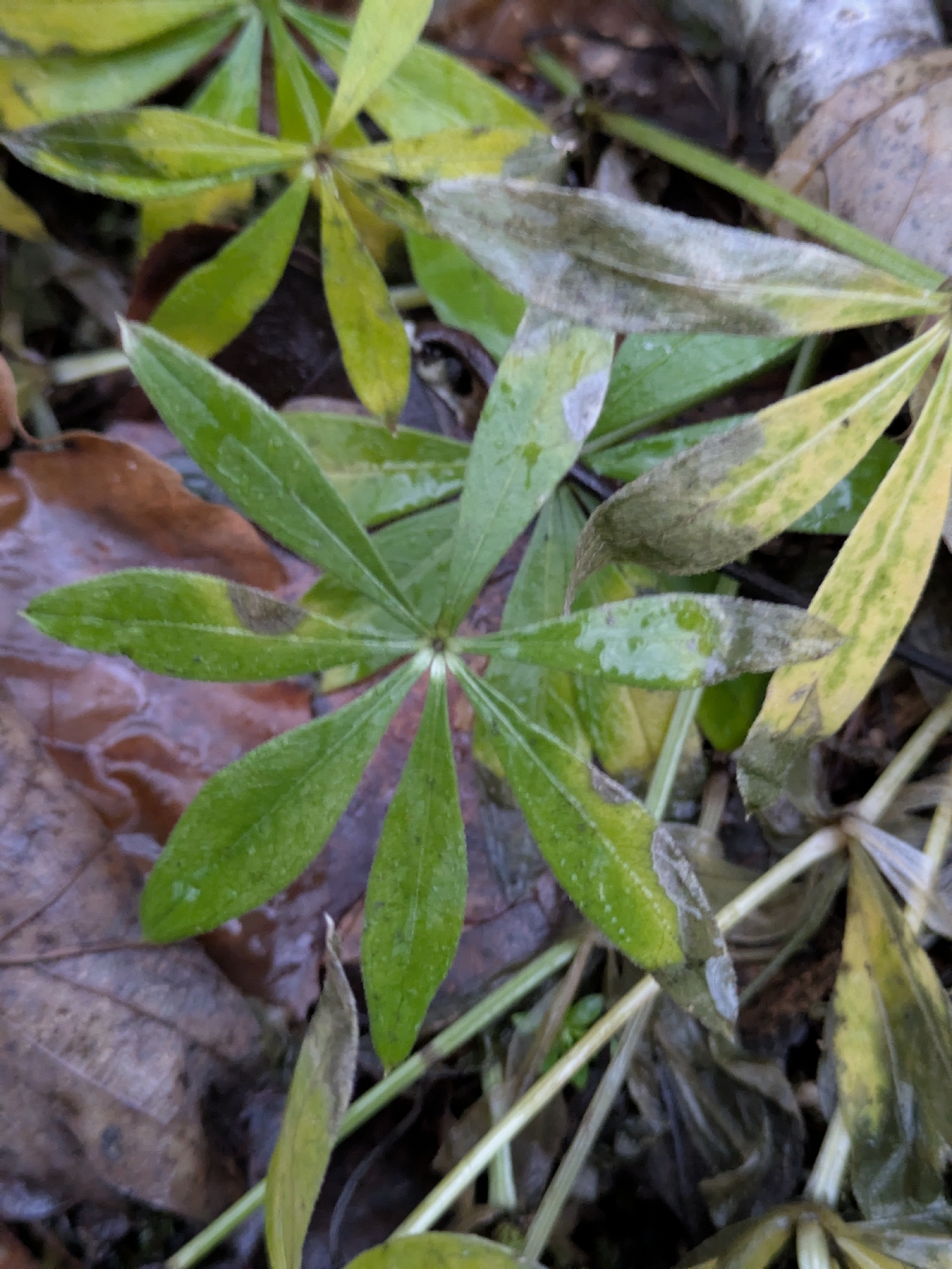 Photograph of Sweet Woodruff